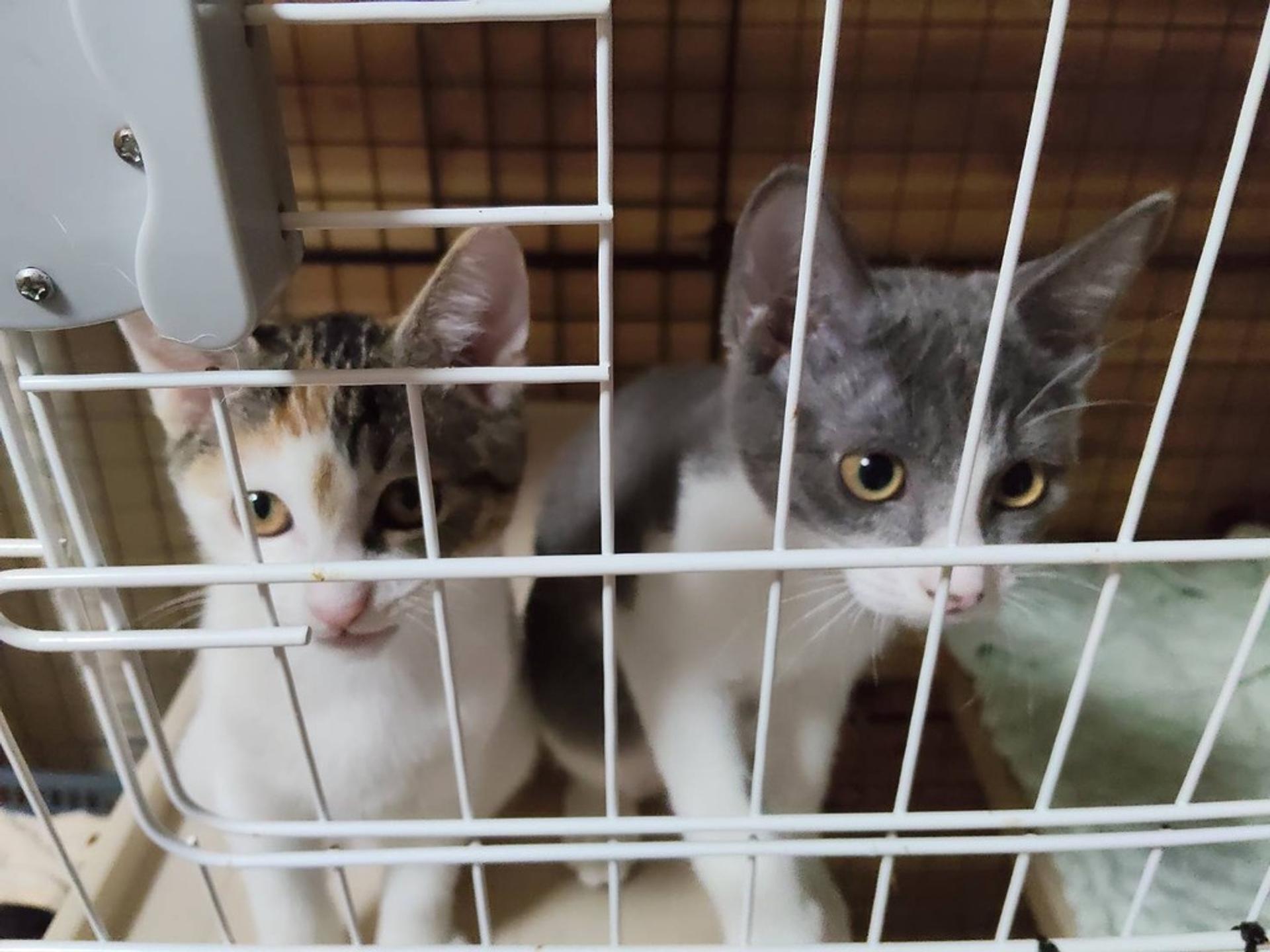 pet-image-4