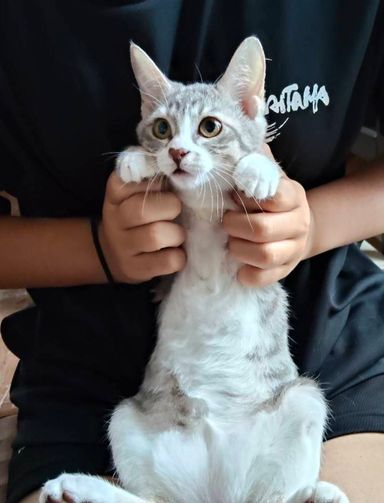 河了貂の写真