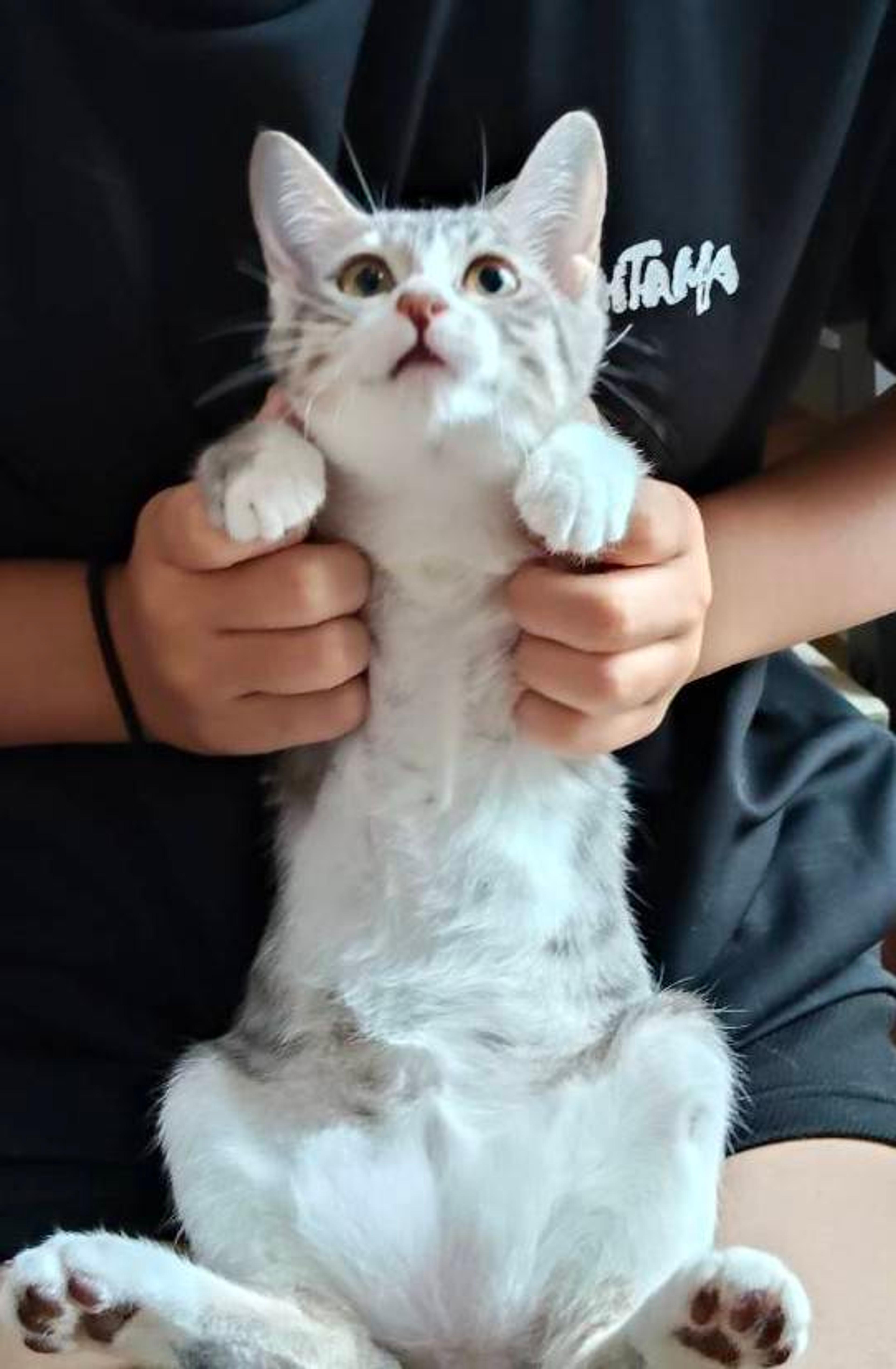 pet-image-3