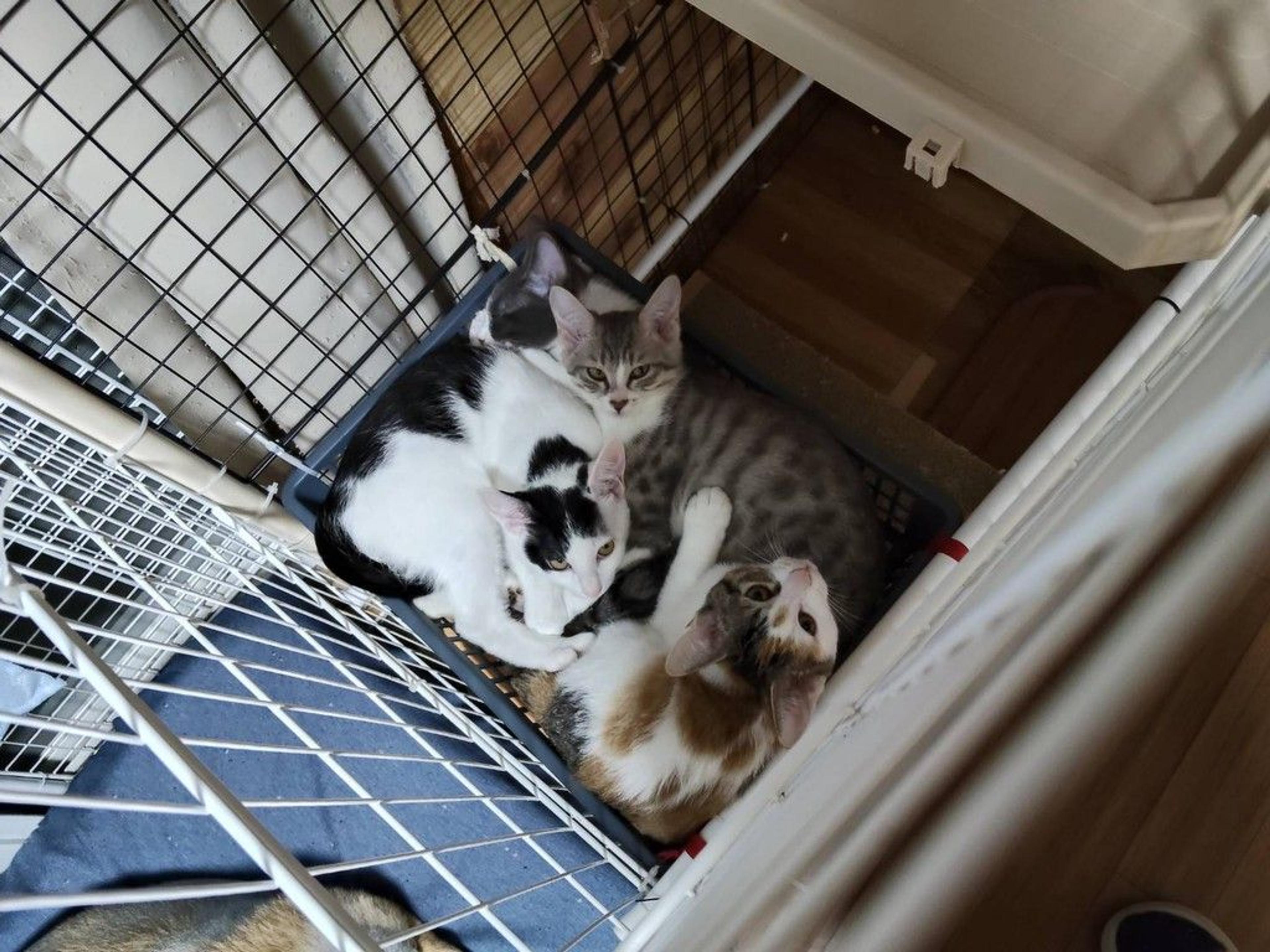 pet-image-4