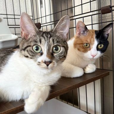 マオマオ&みのりの写真