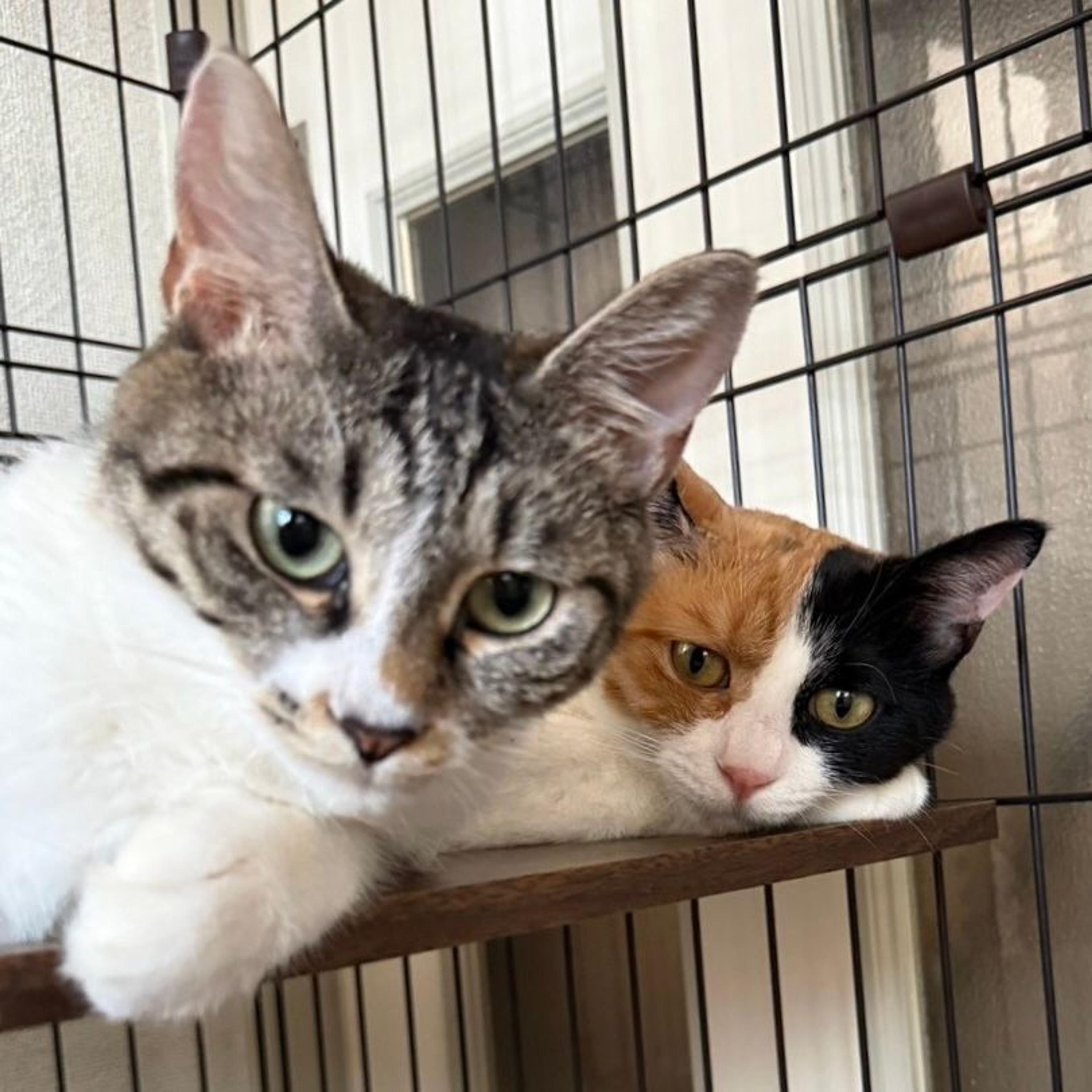 pet-image-2