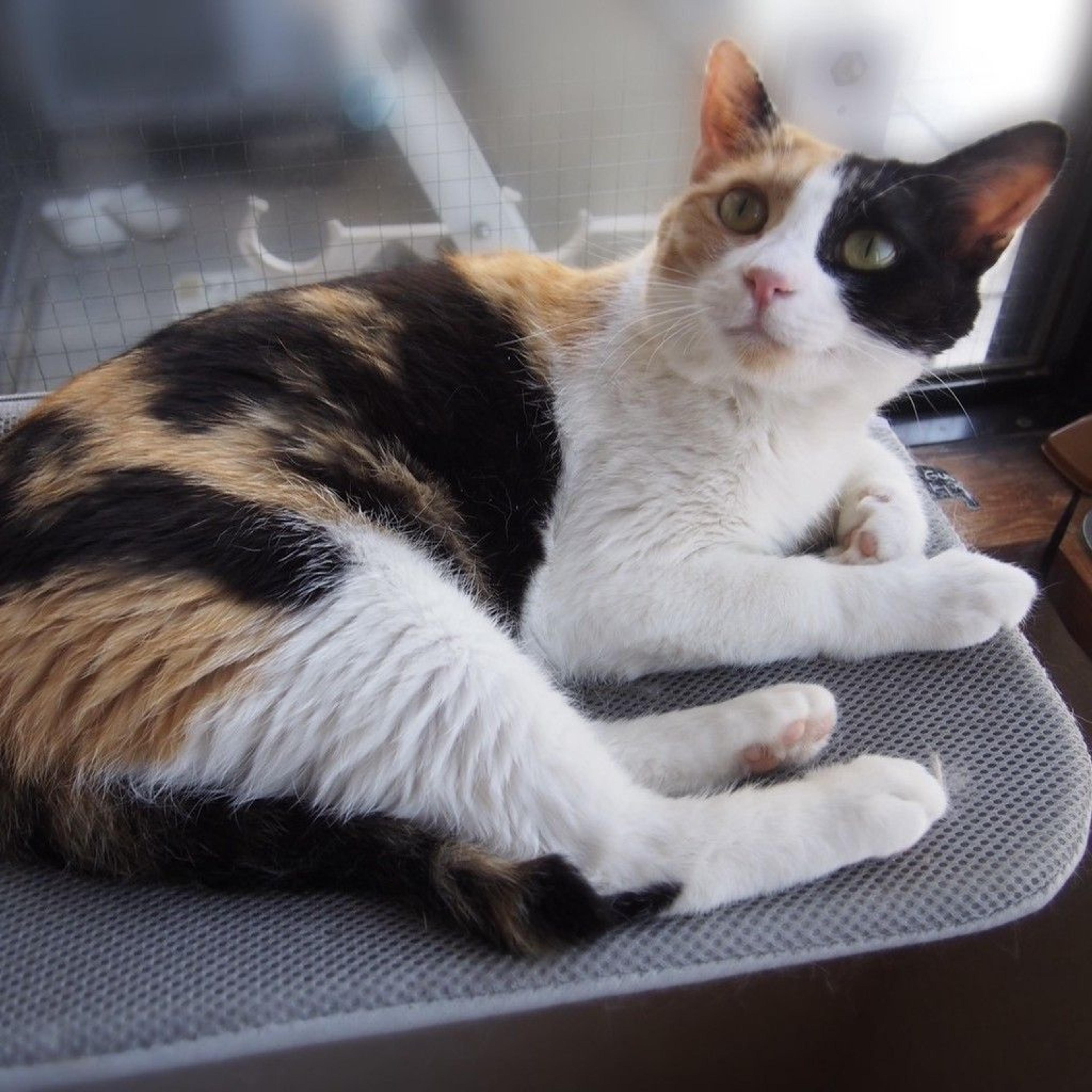 pet-image-3