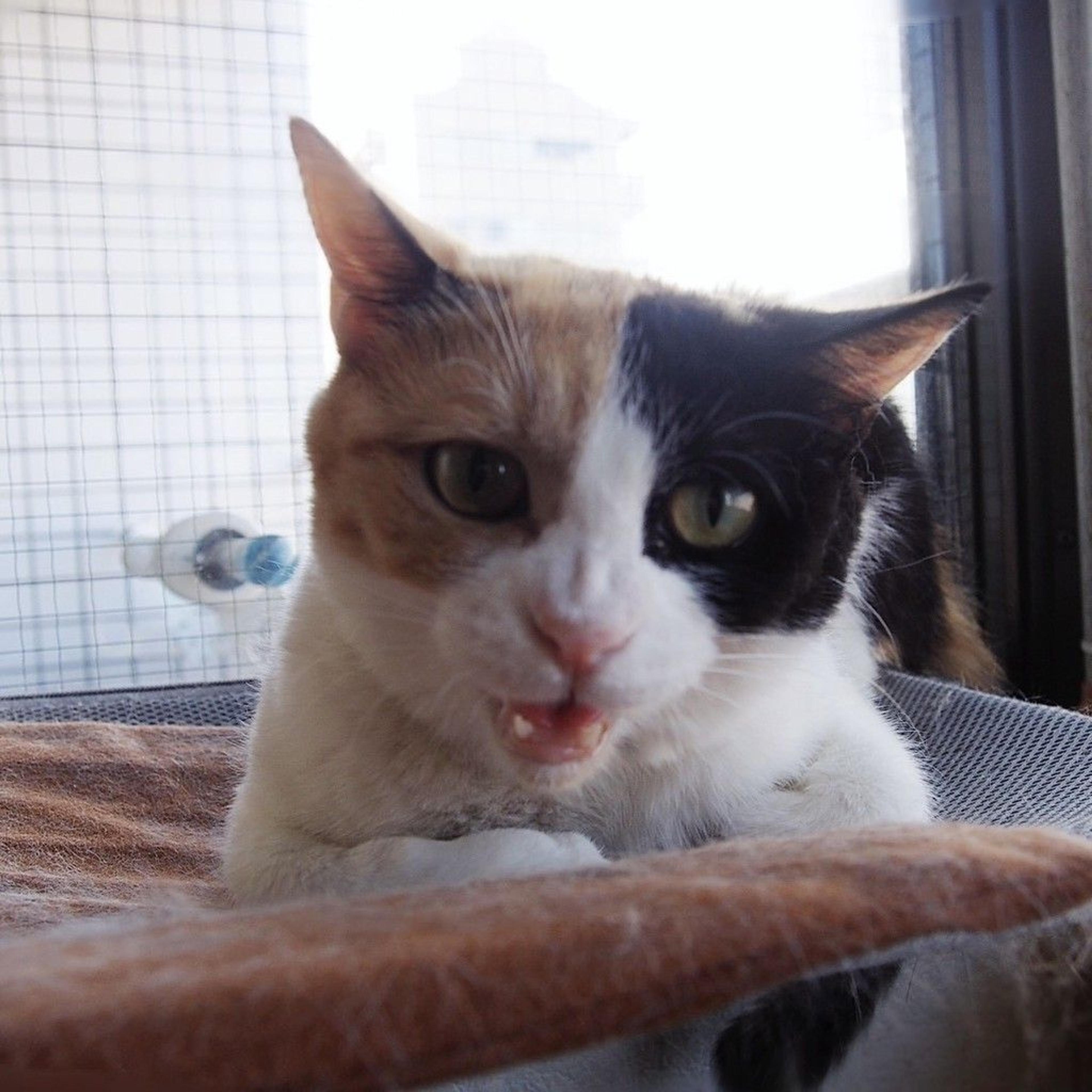 pet-image-4