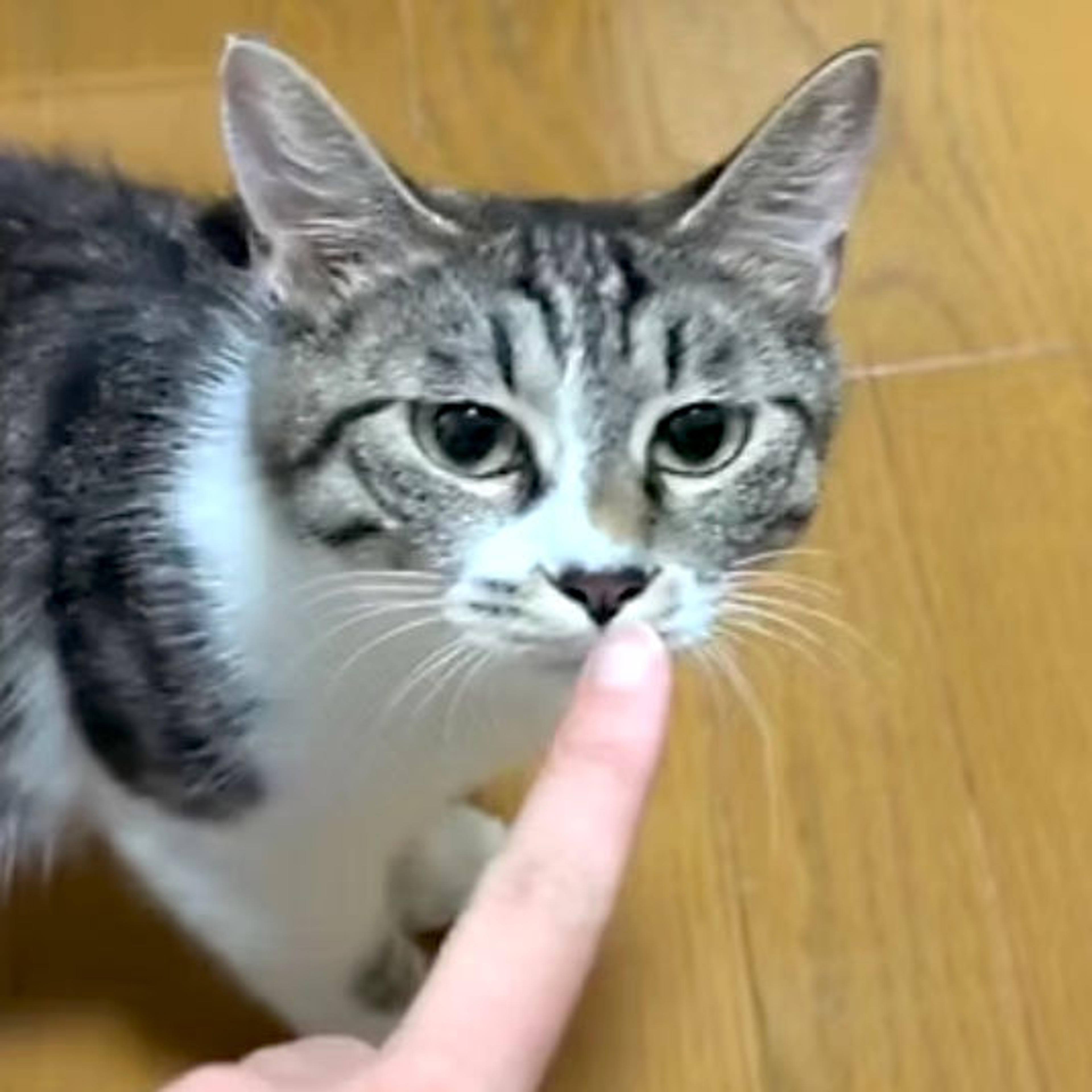 pet-image-5