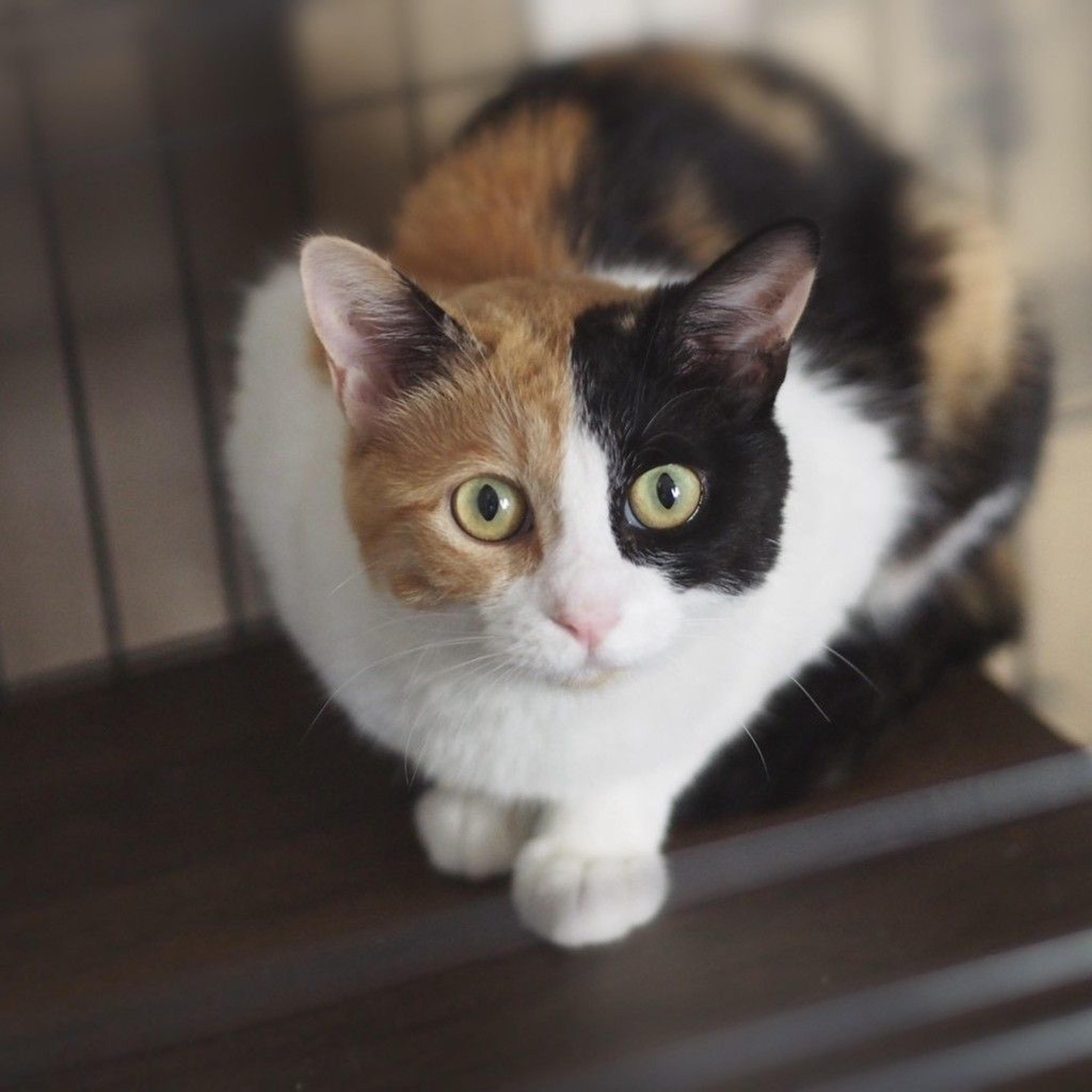 pet-image-7