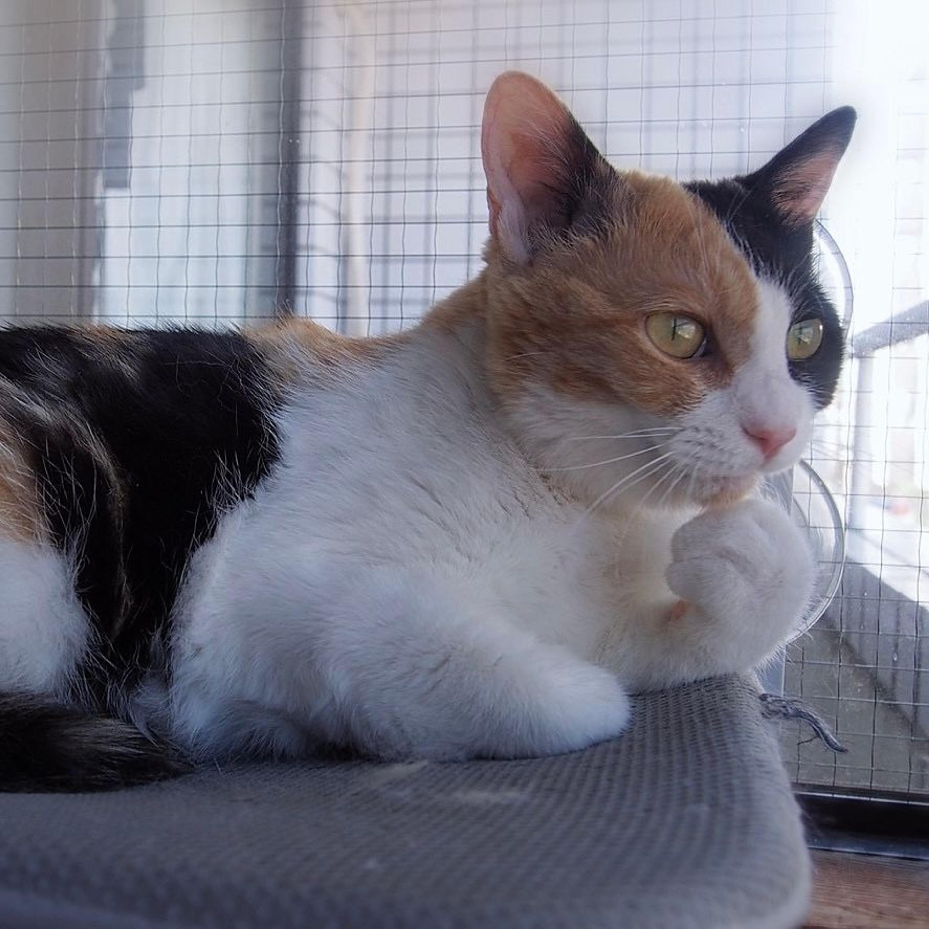 pet-image-8