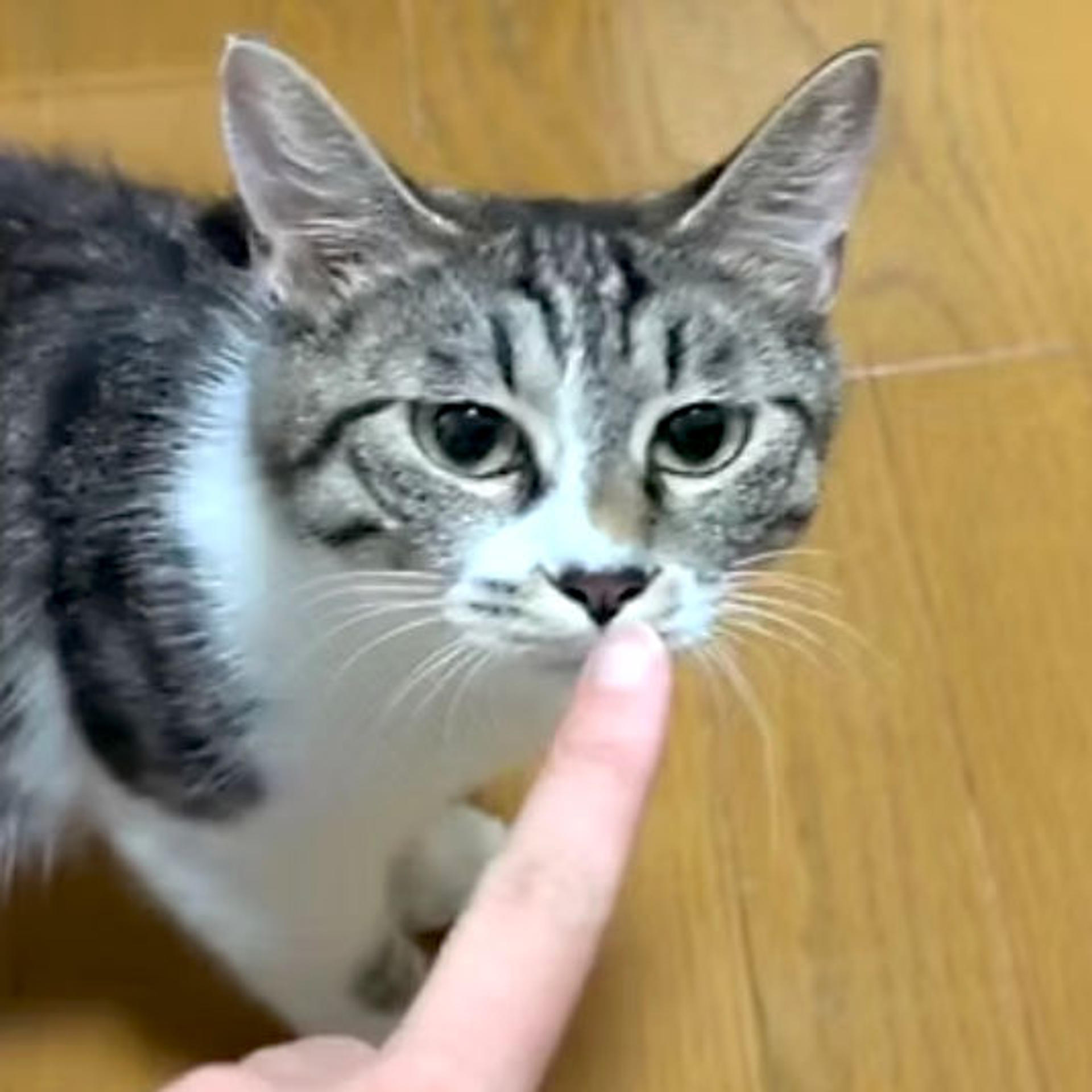 pet-image-5