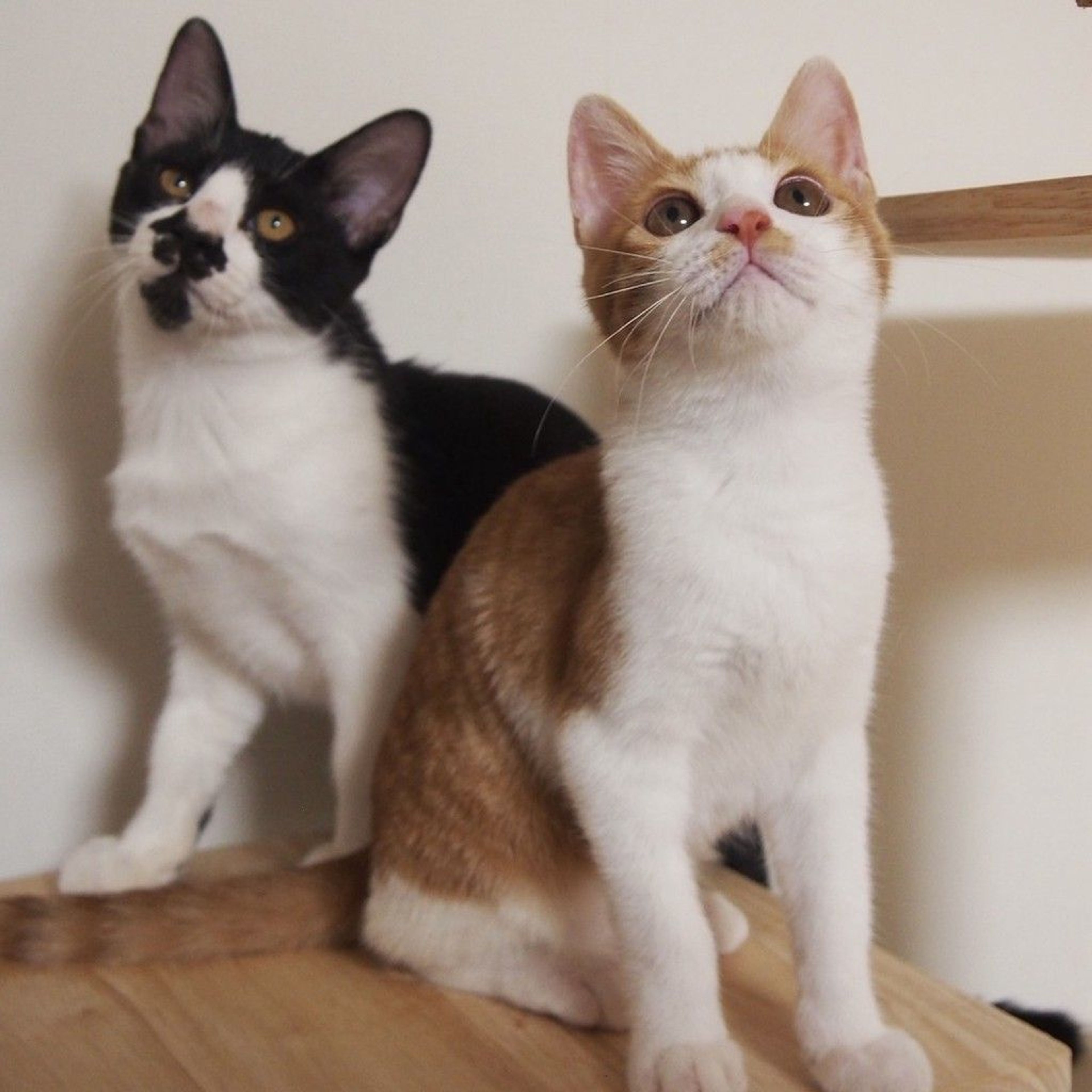 雑種（ミックス猫）・オスの里親募集の写真