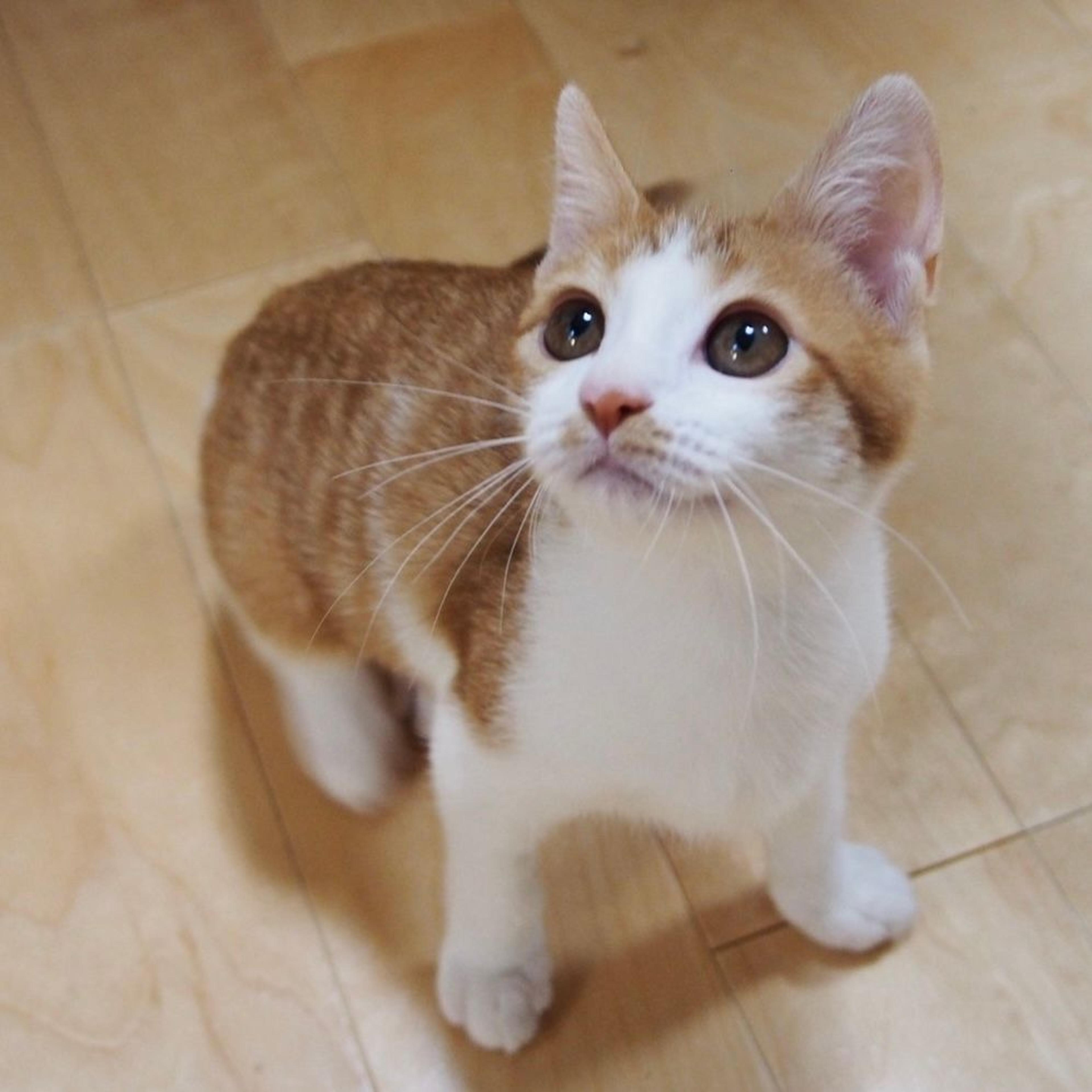 pet-image-2