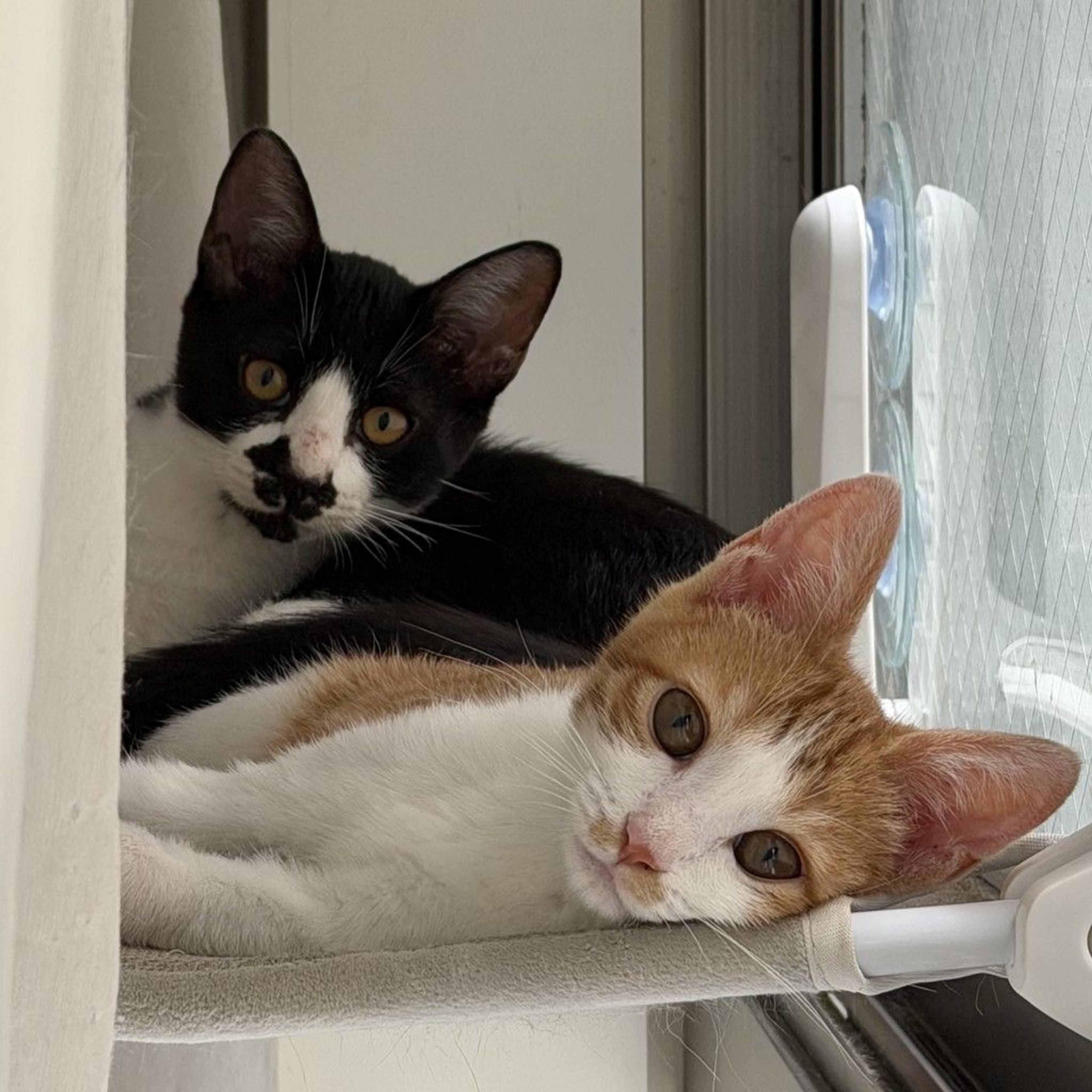 pet-image-3
