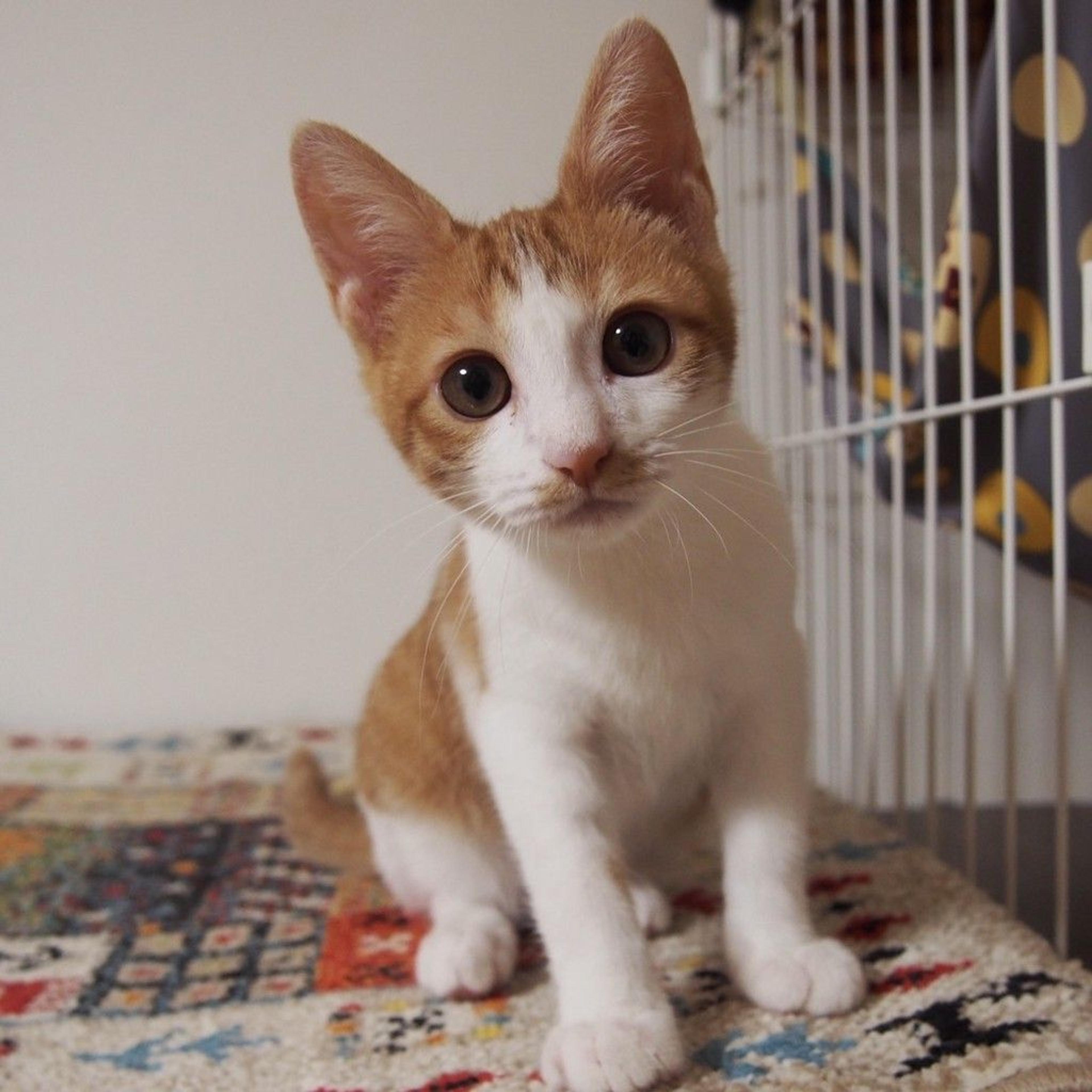 pet-image-4