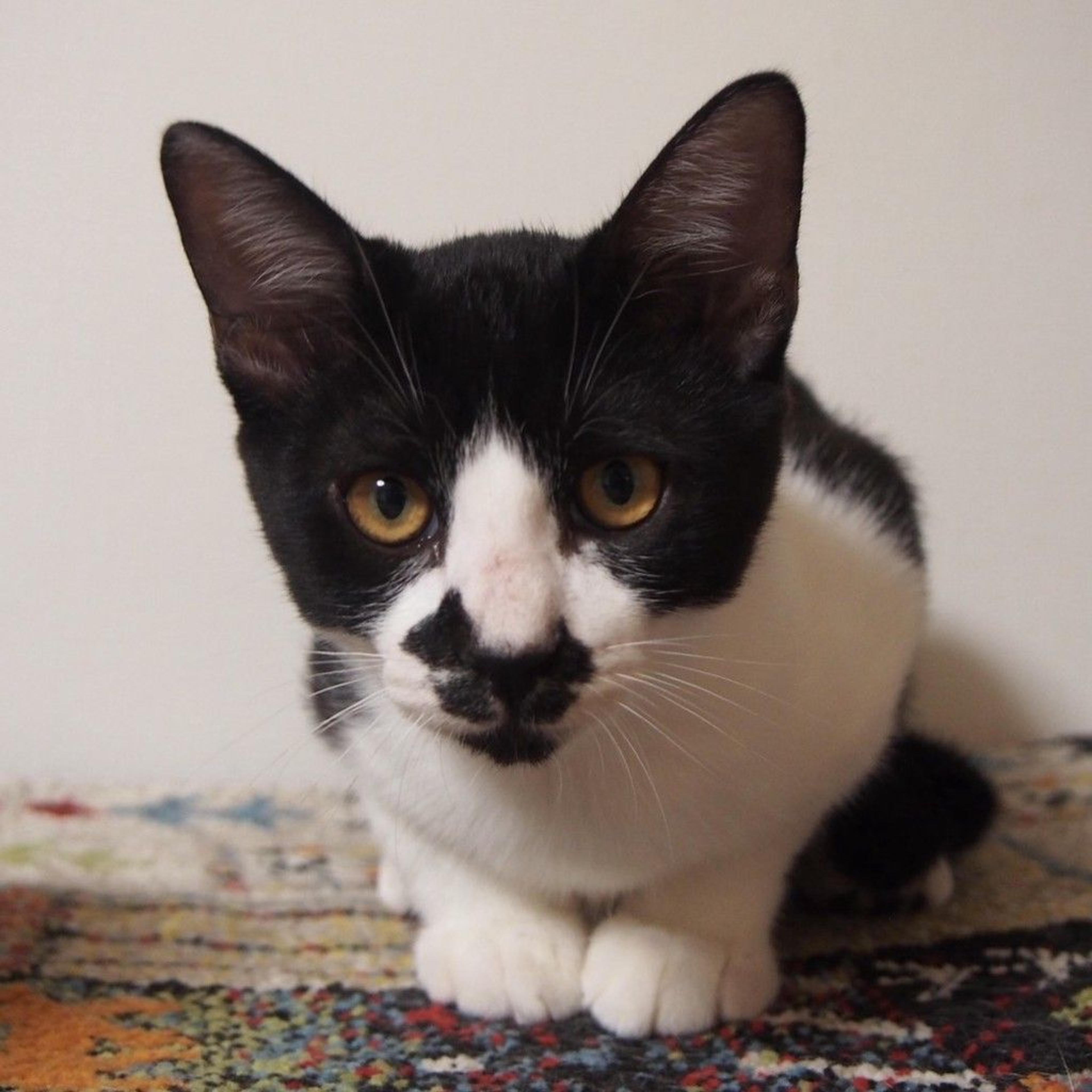 pet-image-7