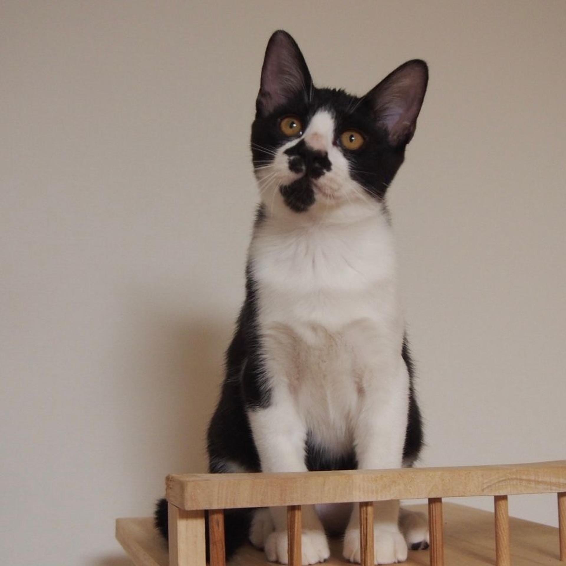 pet-image-5