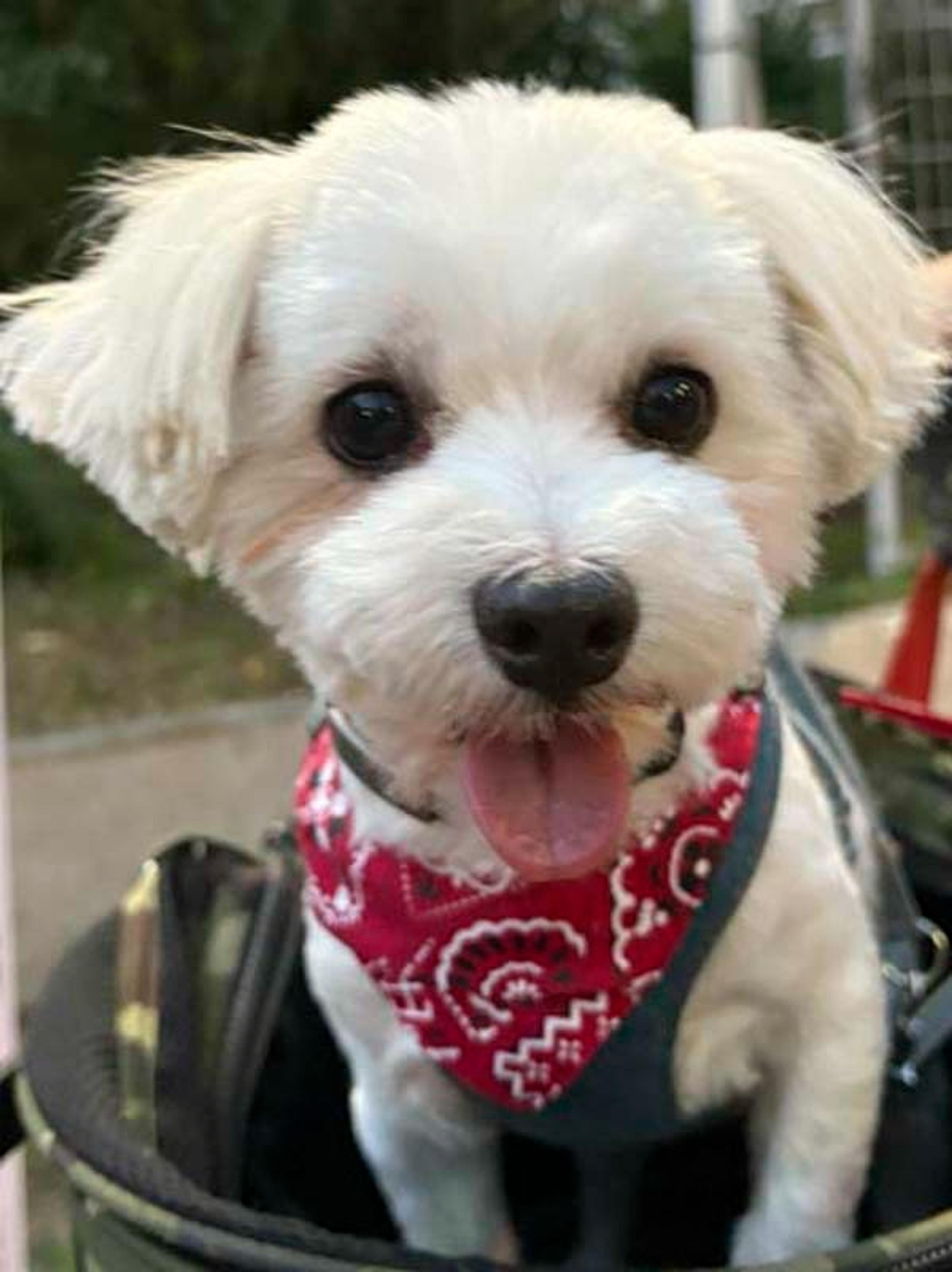 pet-image-2