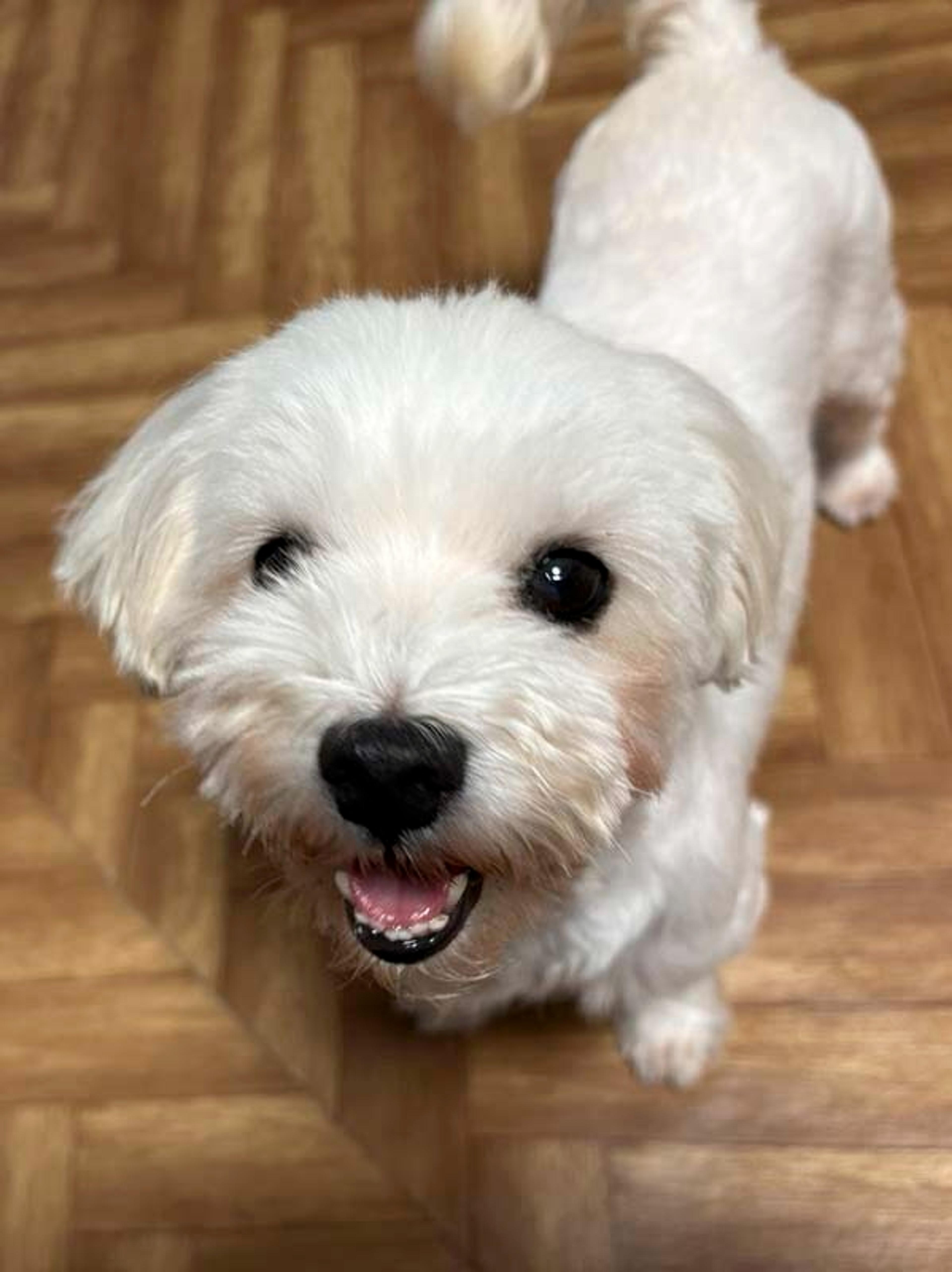 pet-image-3
