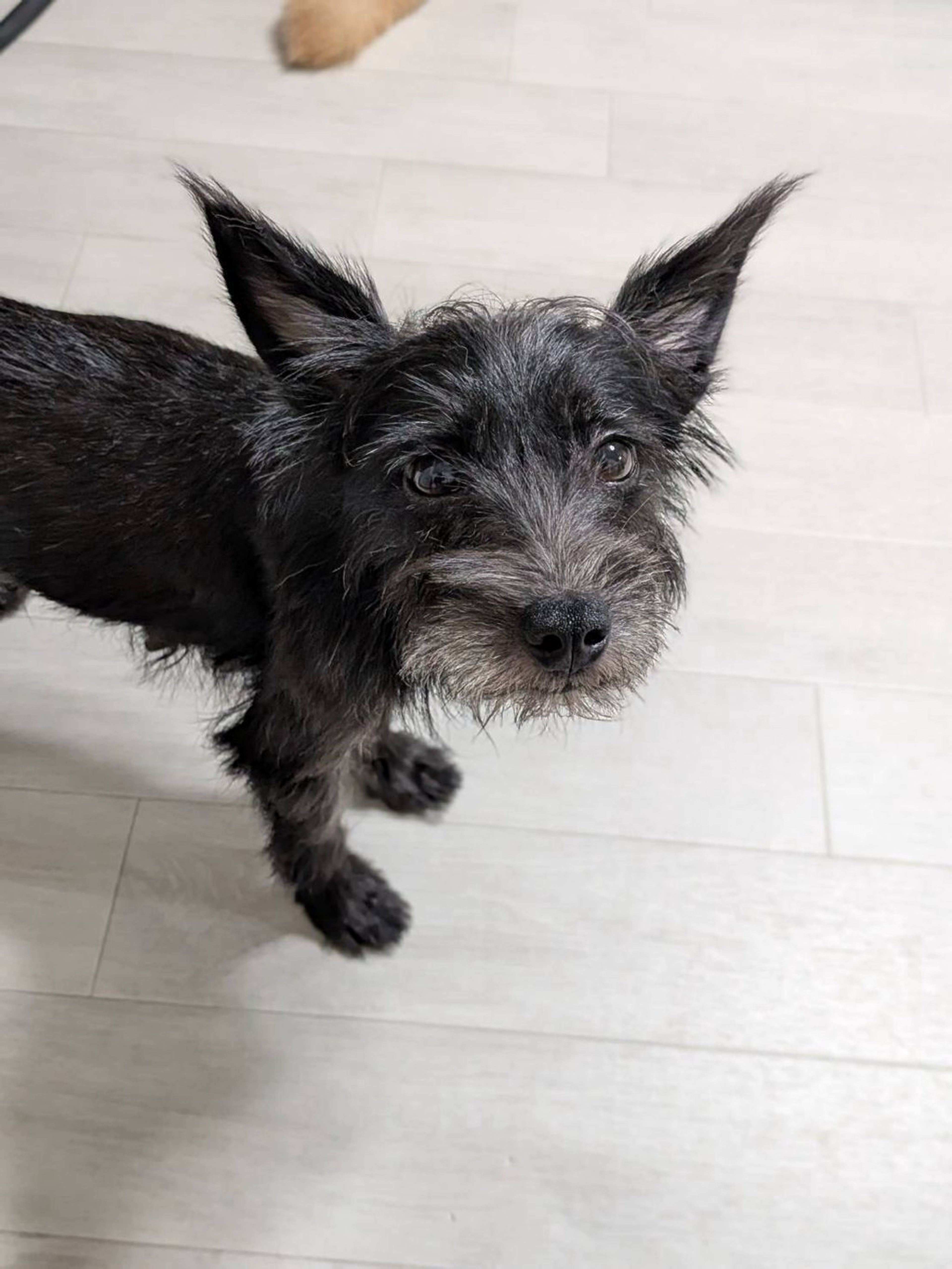 雑種（ミックス犬）・メスの里親募集の写真