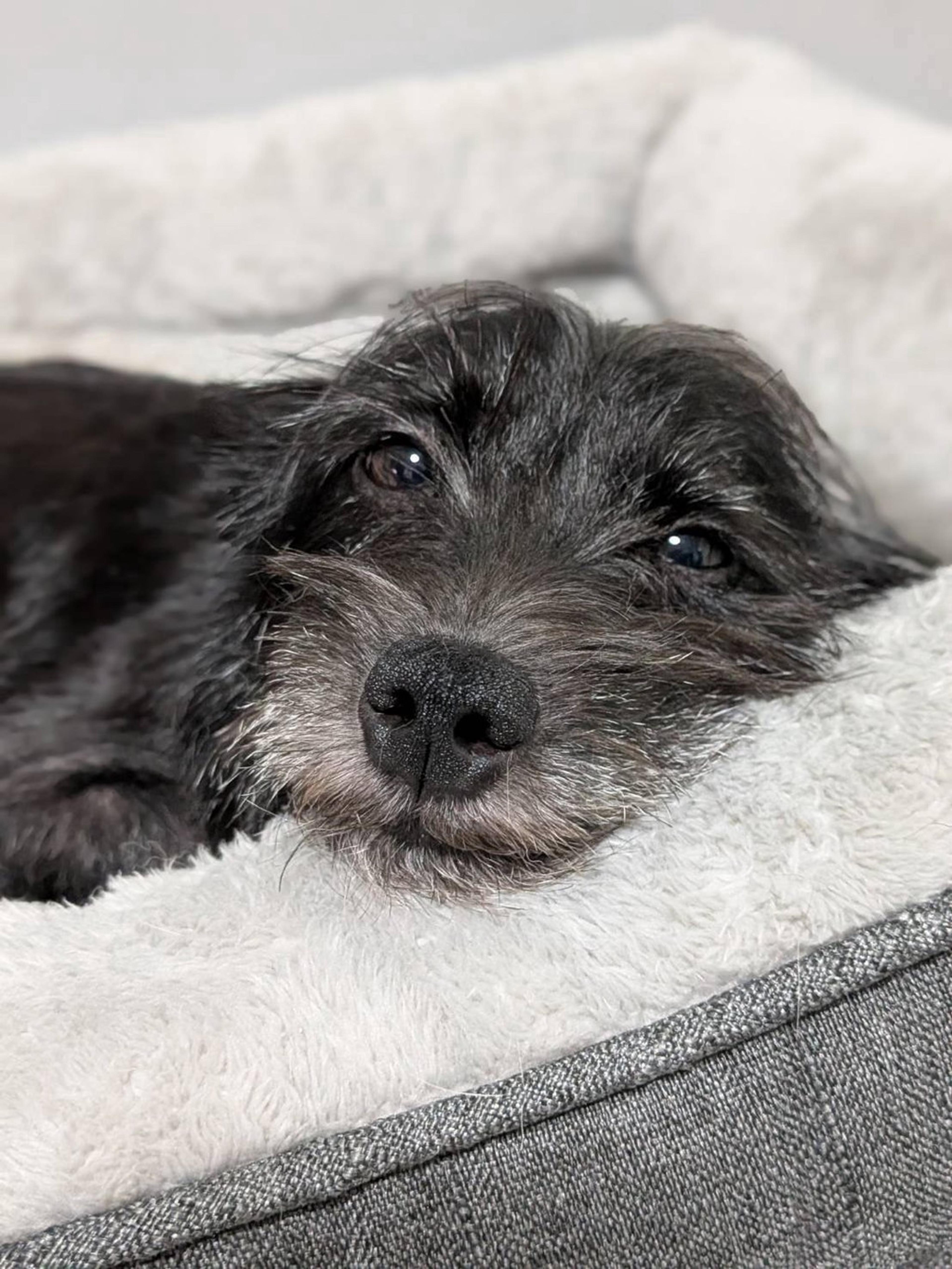 pet-image-4