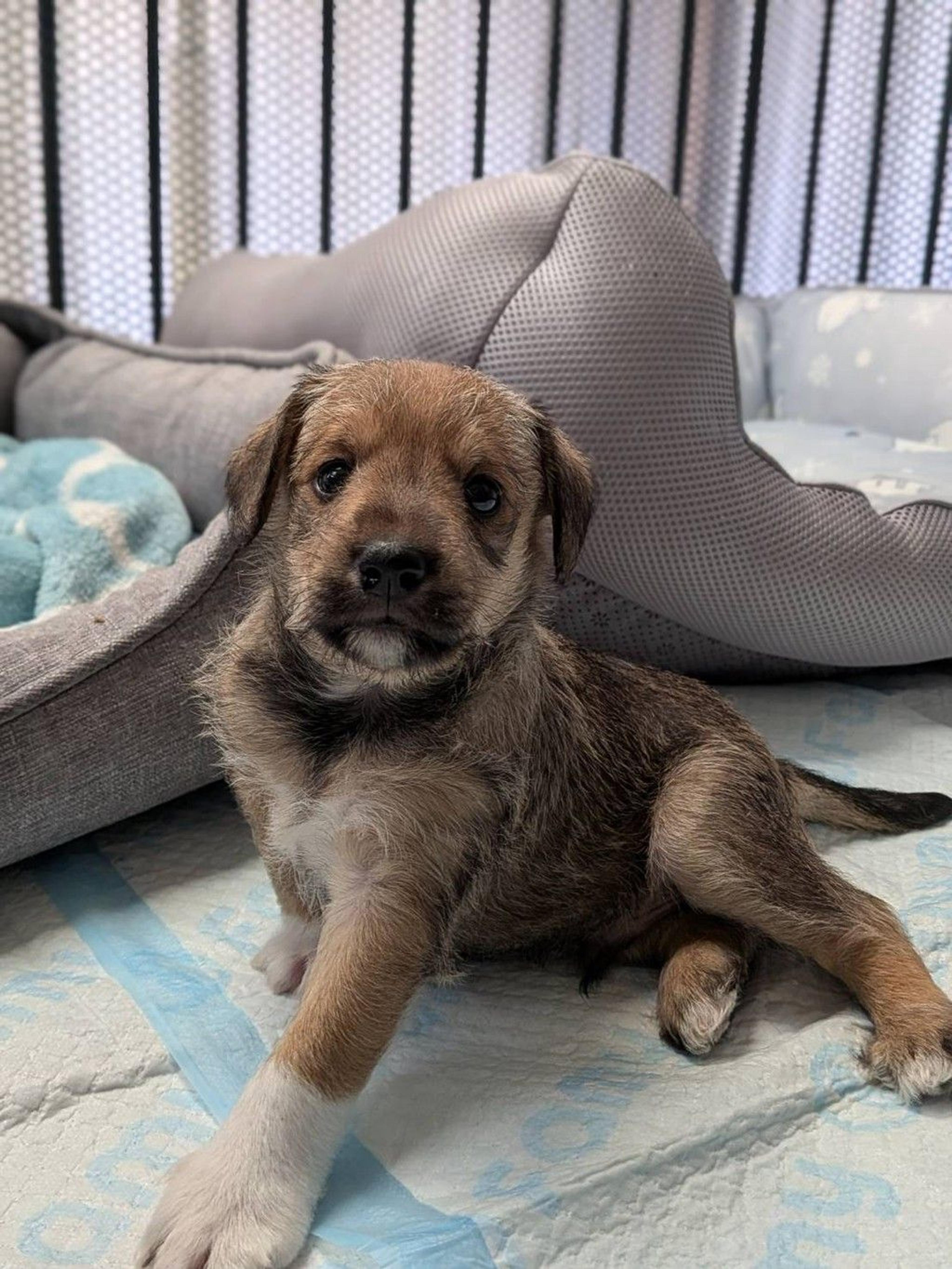 pet-image-4