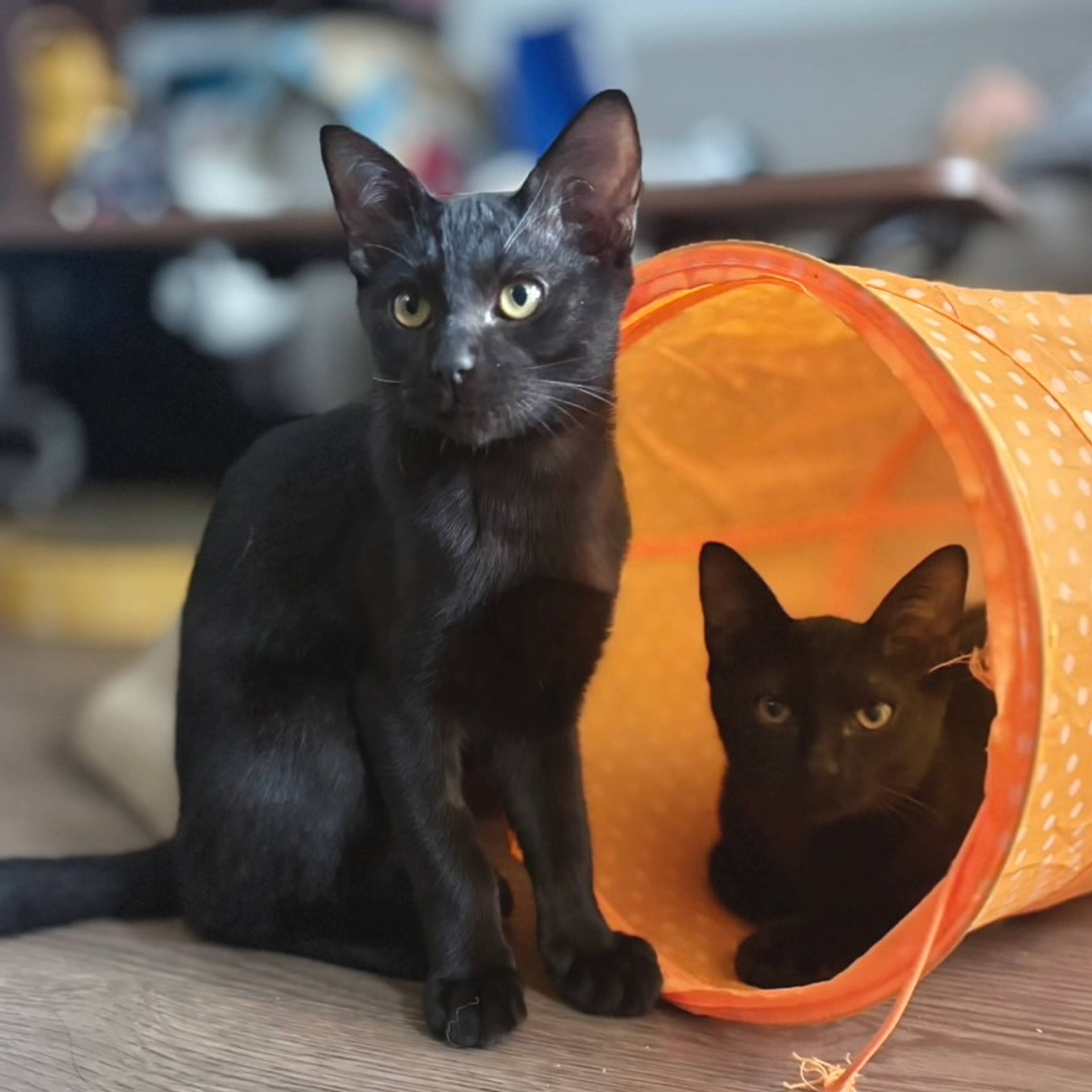 雑種（ミックス猫）・オスの里親募集の写真
