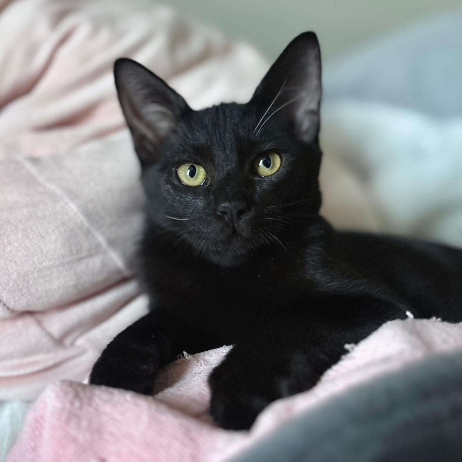 pet-image-2