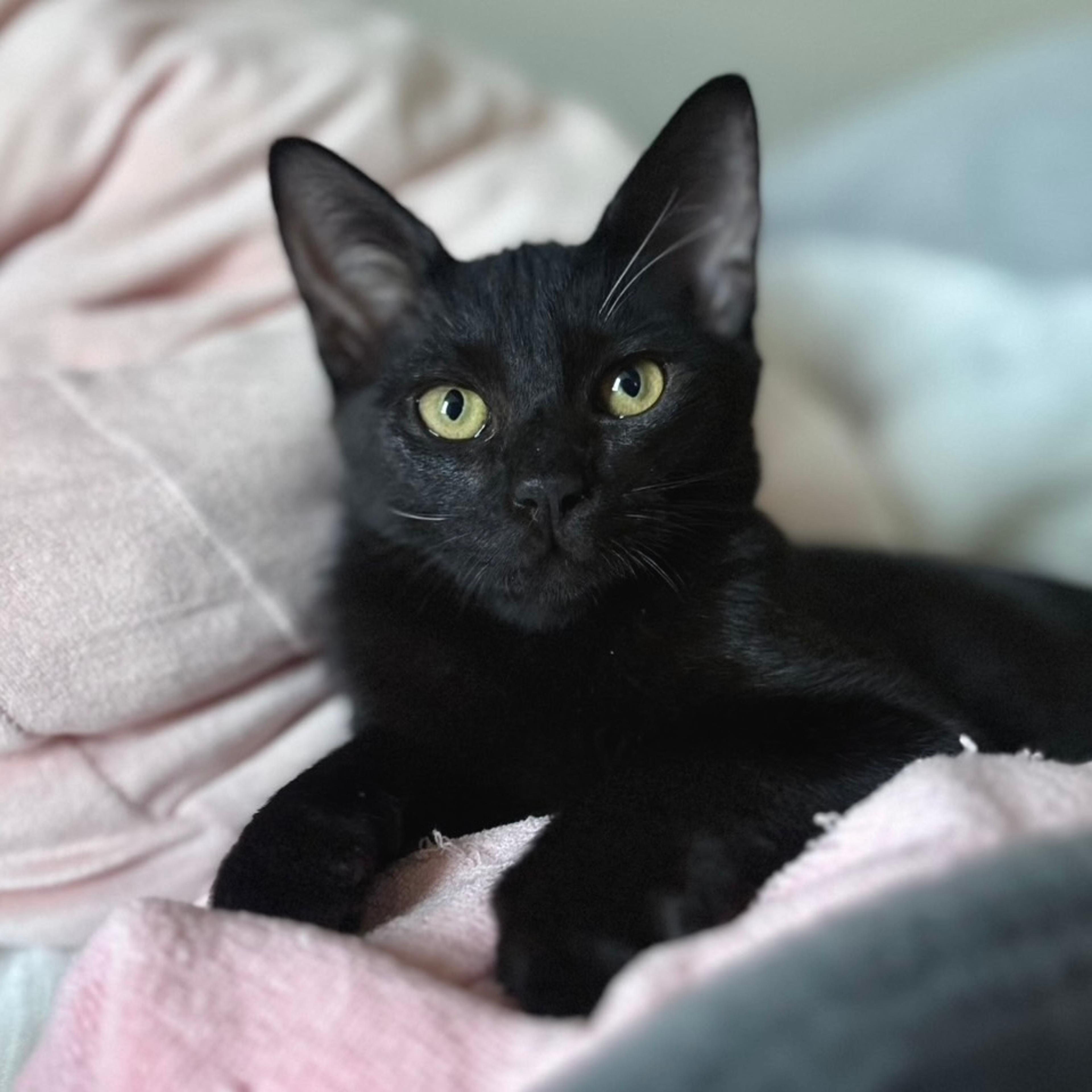 pet-image-2
