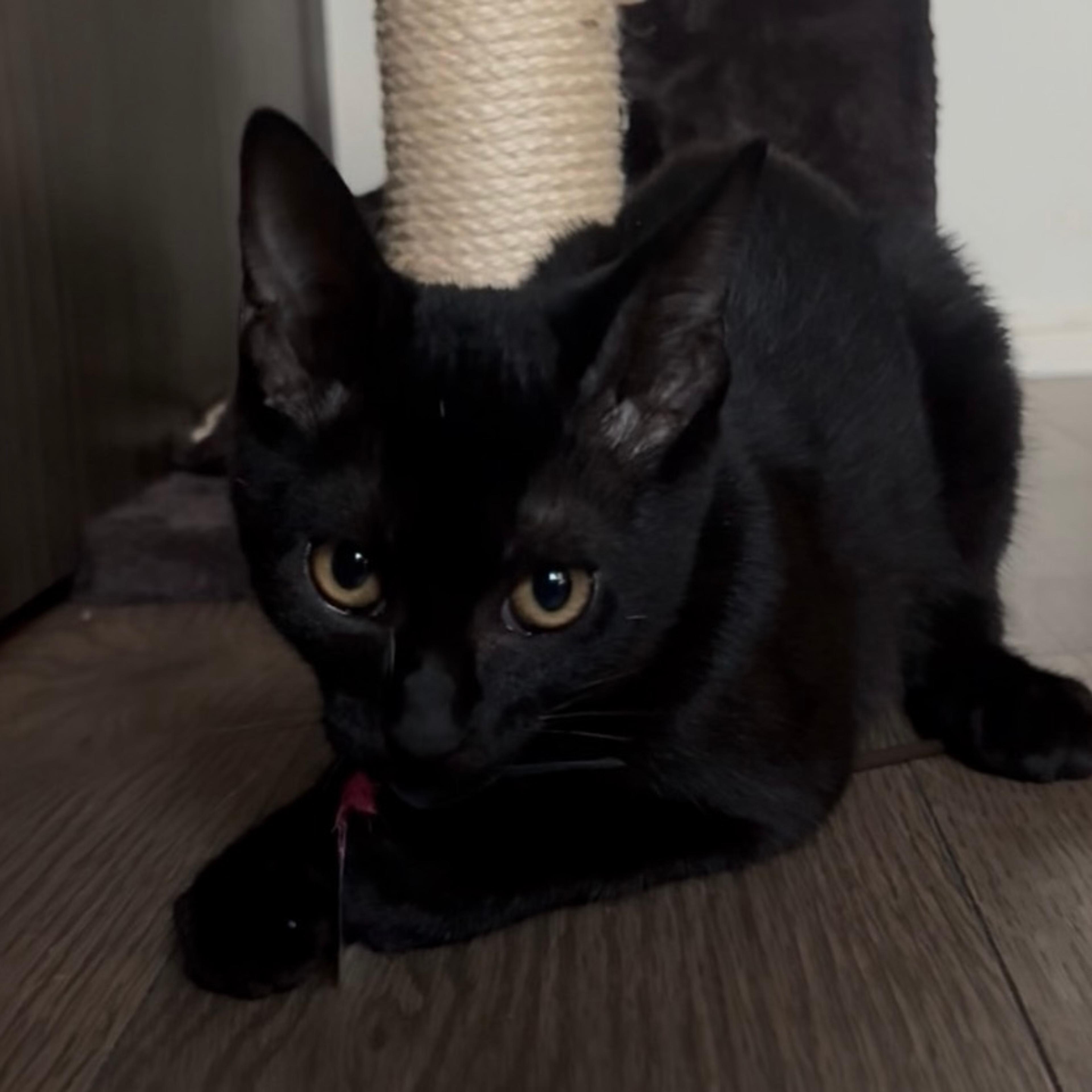 pet-image-5