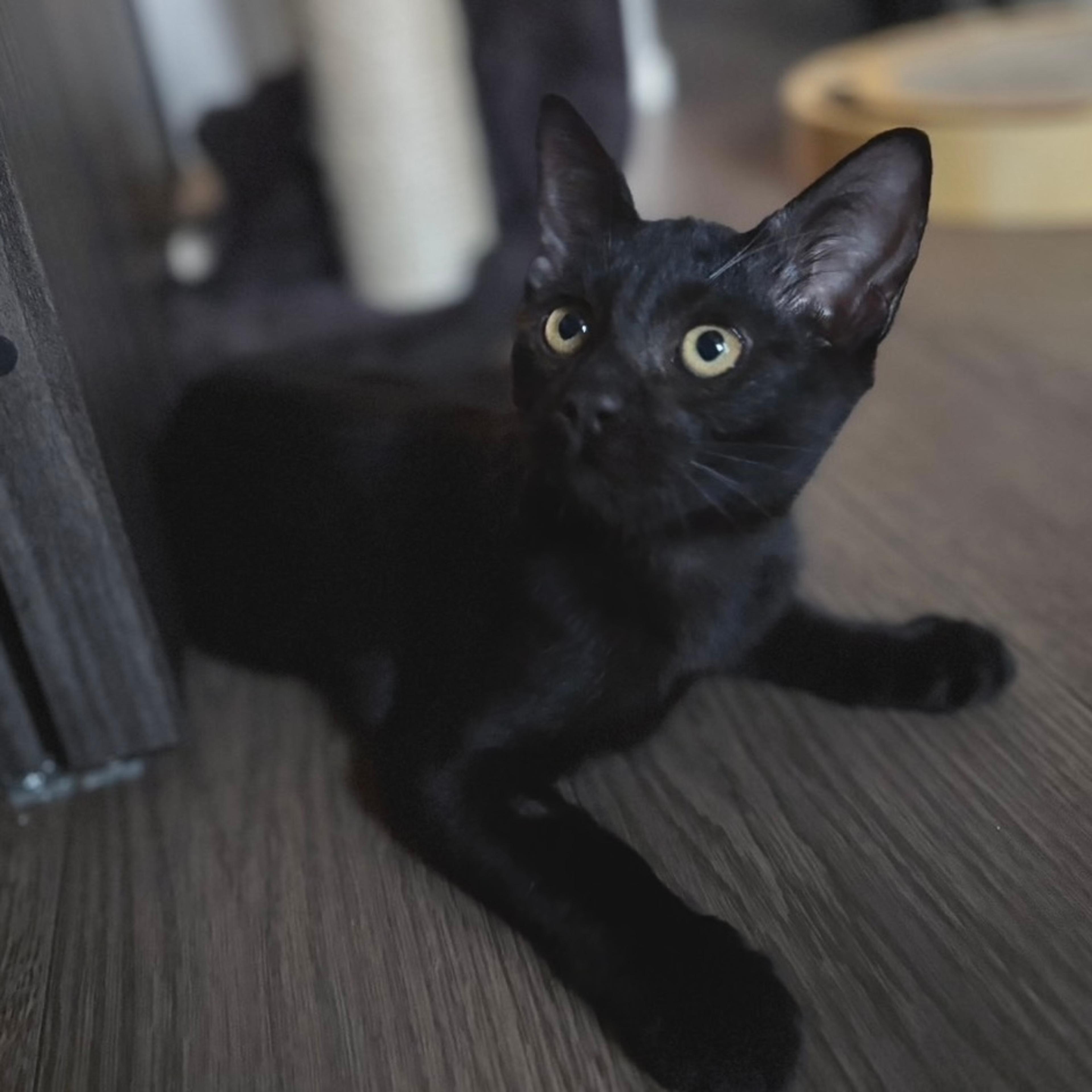 pet-image-6