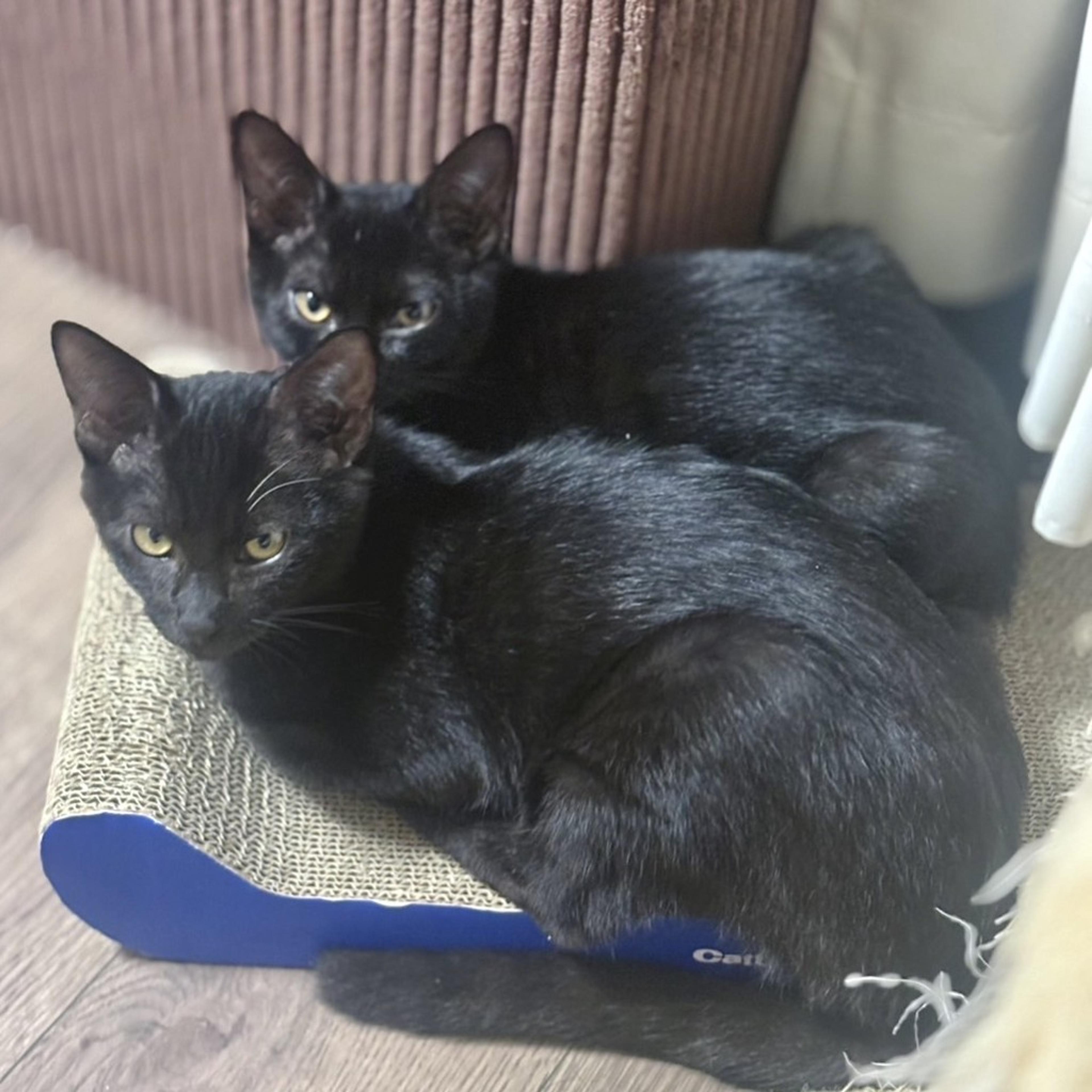 pet-image-8