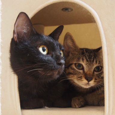 ジゼル&ロイスの写真