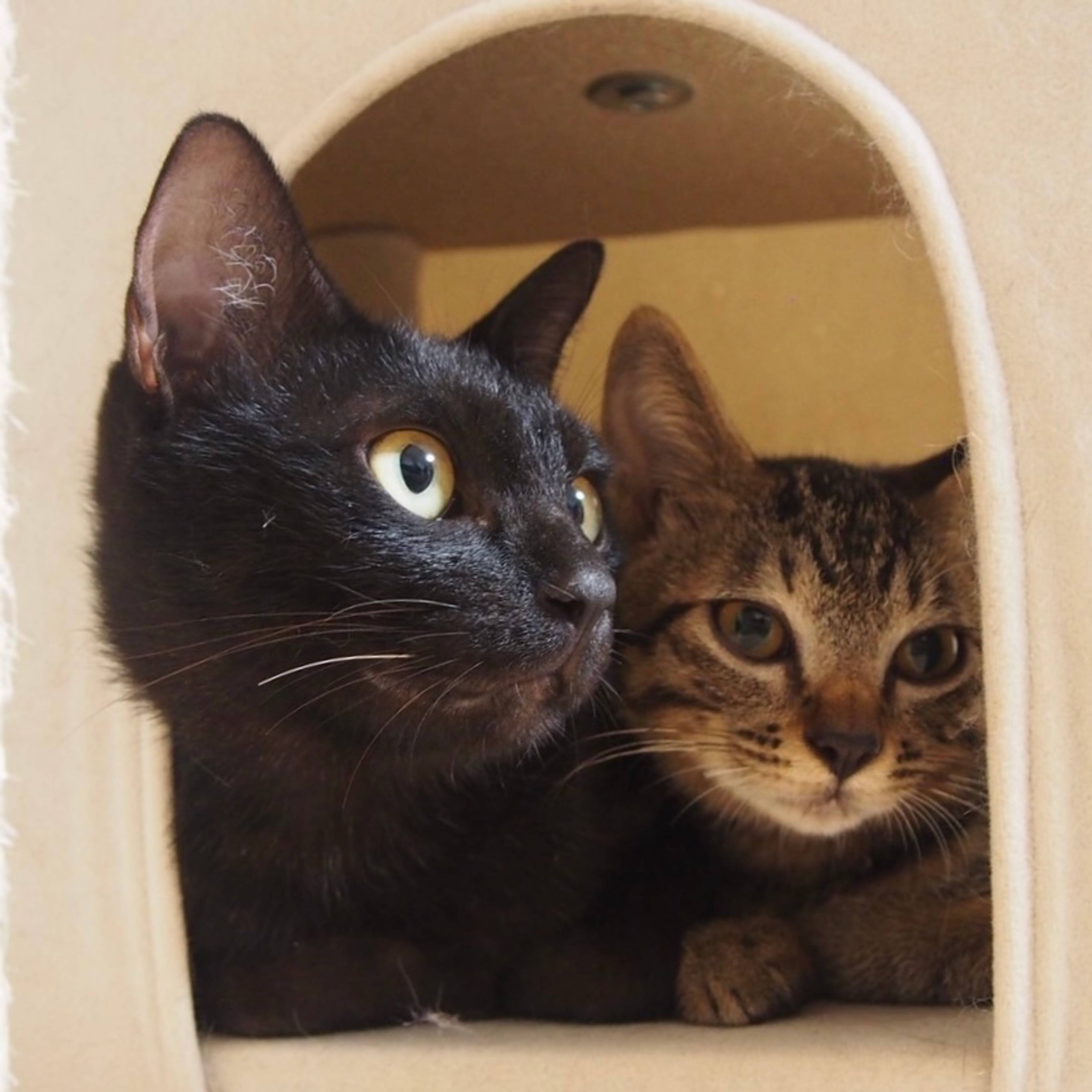 雑種（ミックス猫）・メスの里親募集の写真