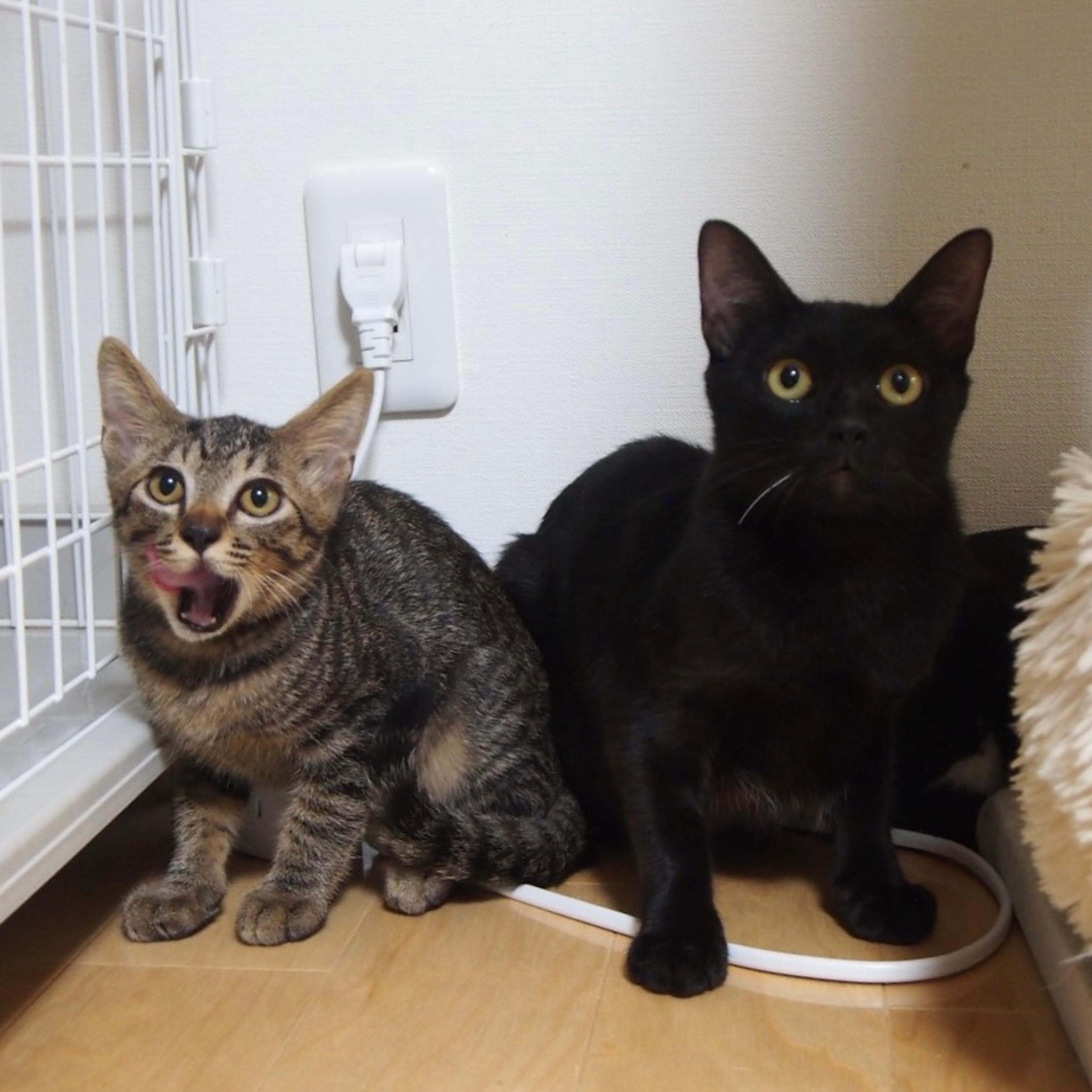 pet-image-2