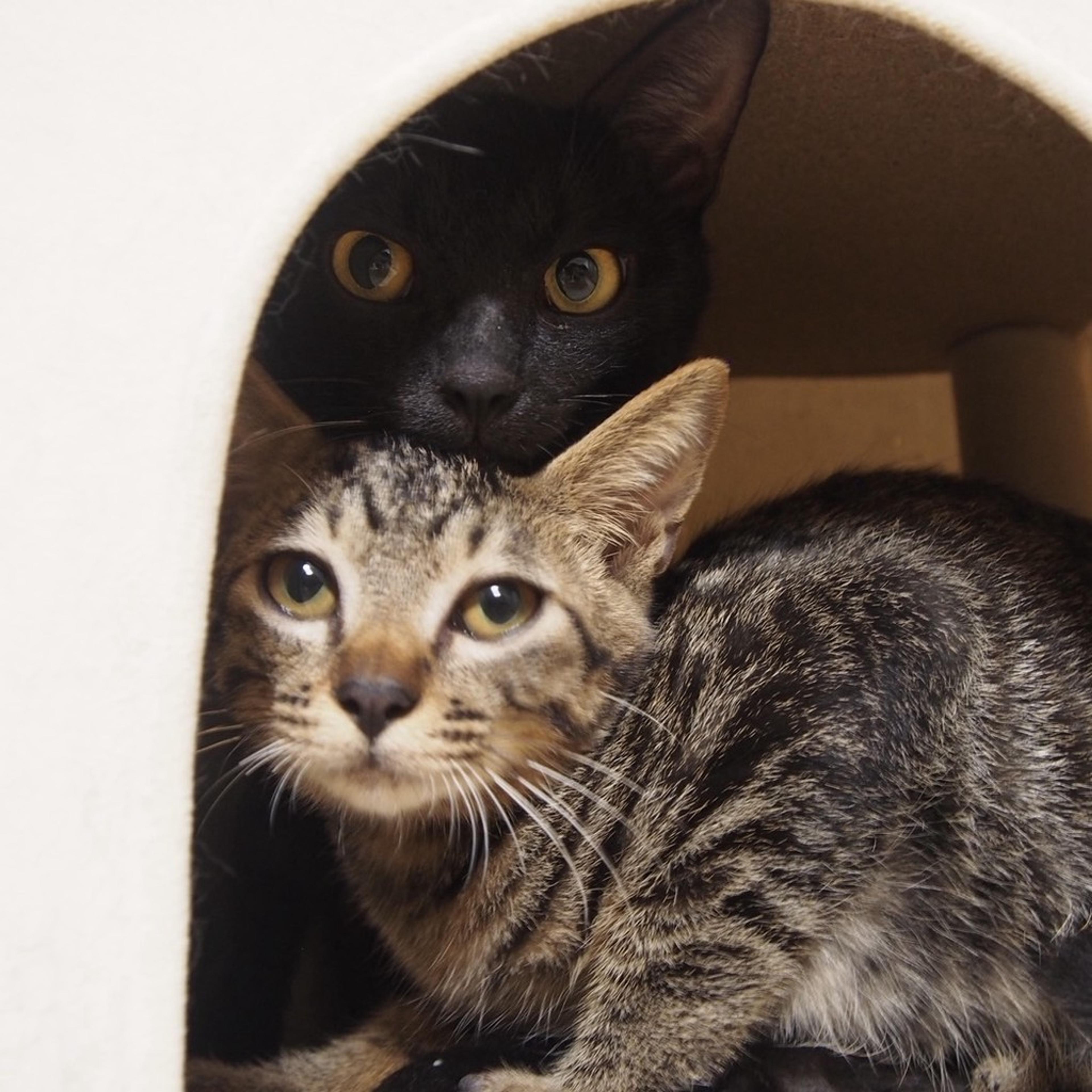 pet-image-3