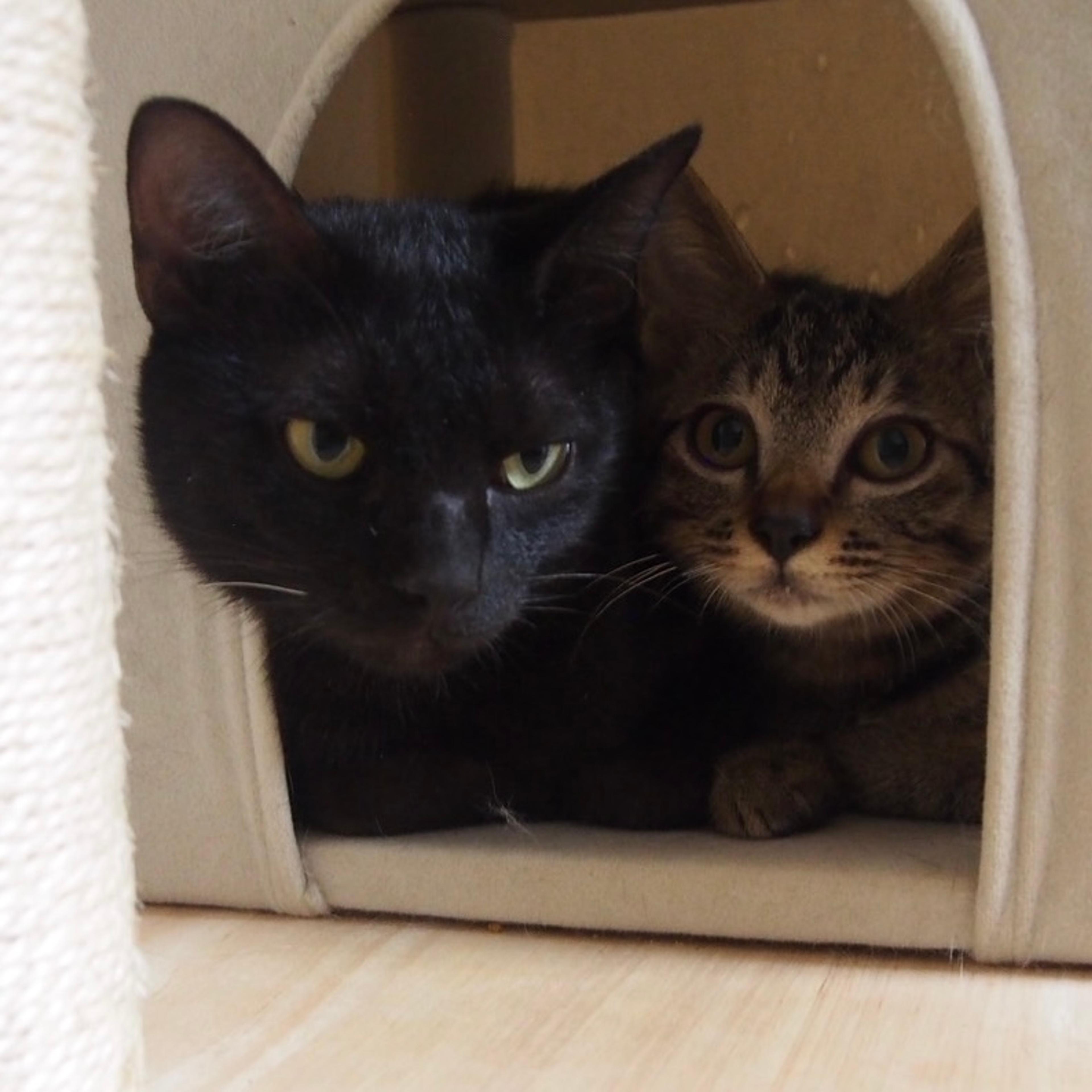 pet-image-4