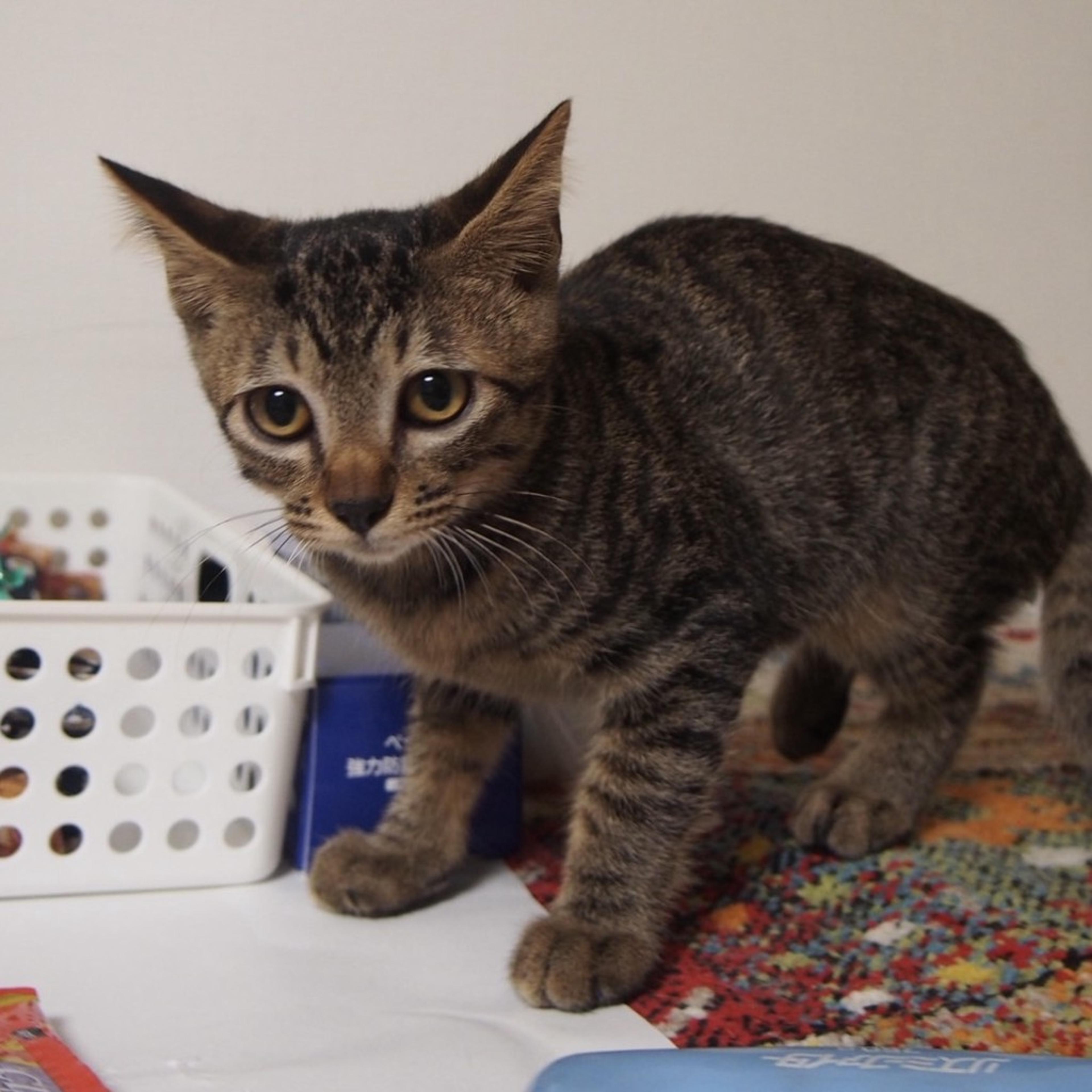 pet-image-5