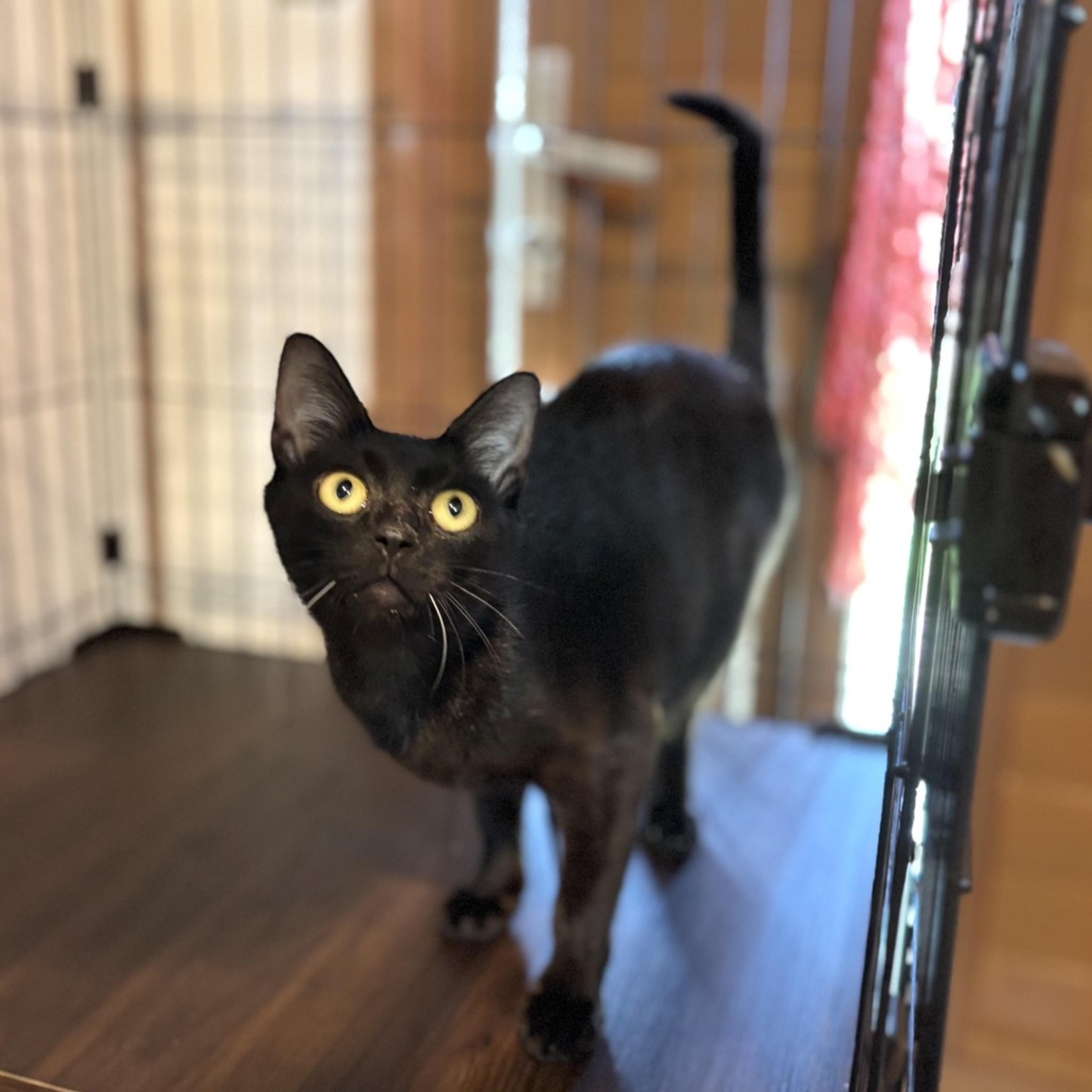pet-image-6