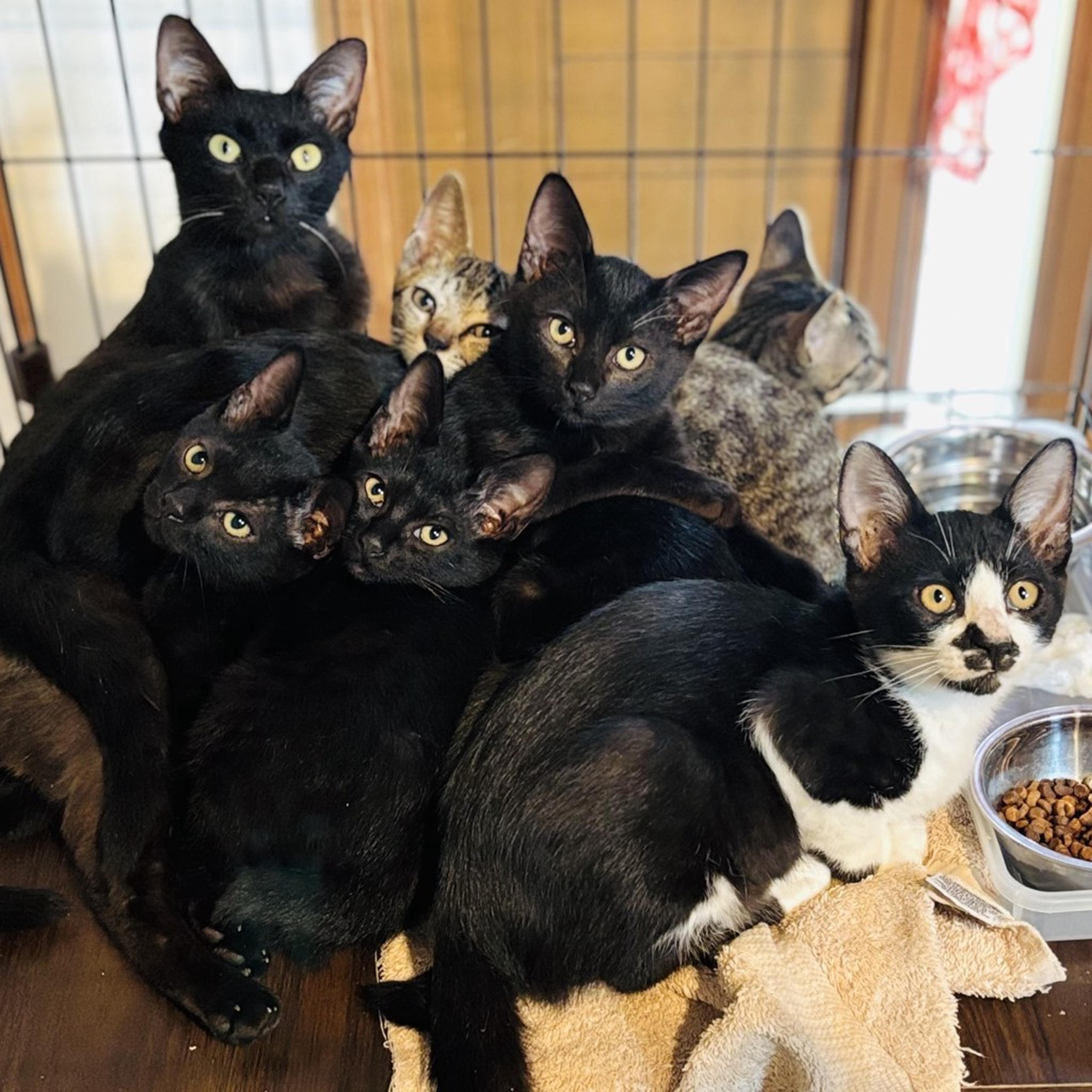 pet-image-7