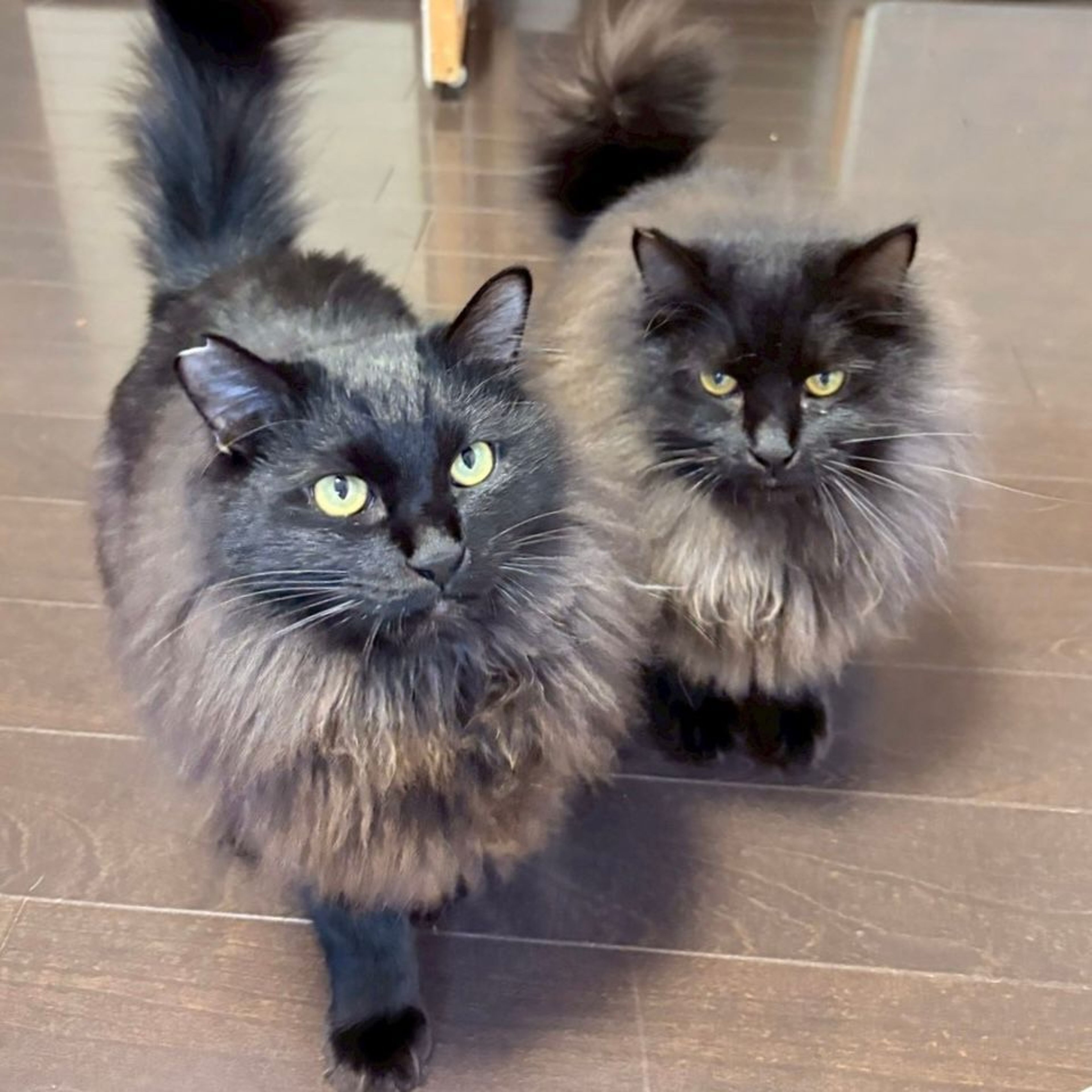雑種（ミックス猫）・オスの里親募集の写真