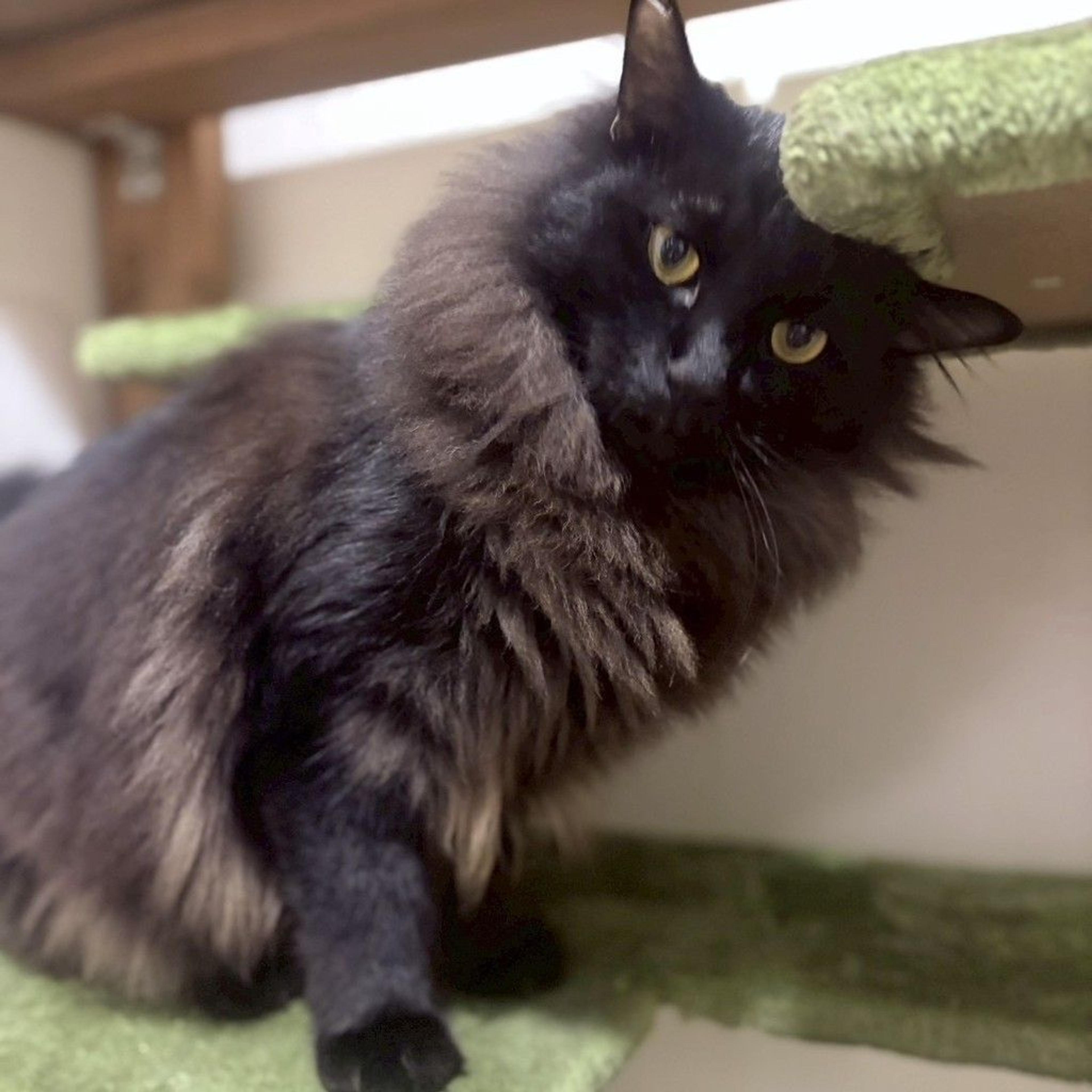 pet-image-3