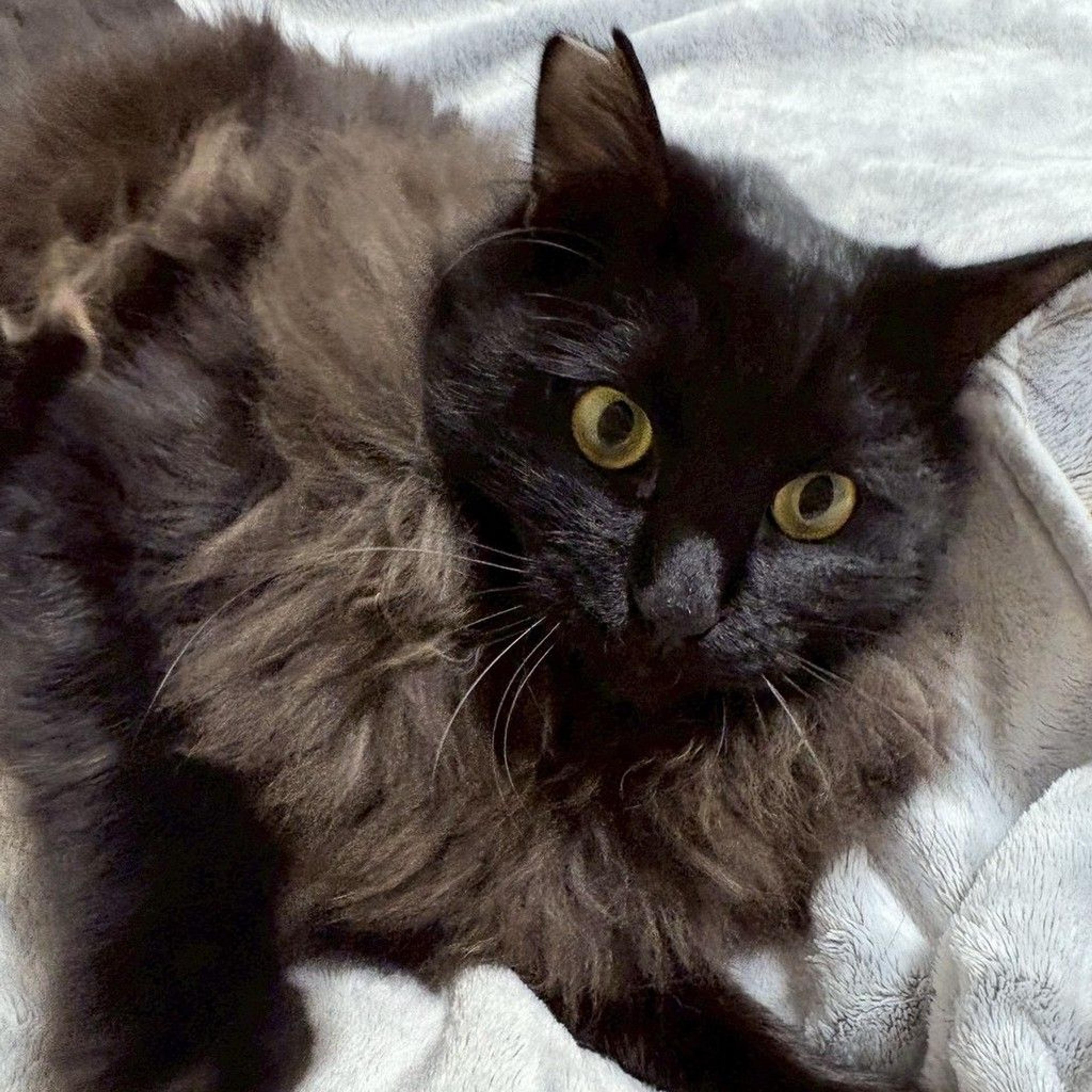 pet-image-7
