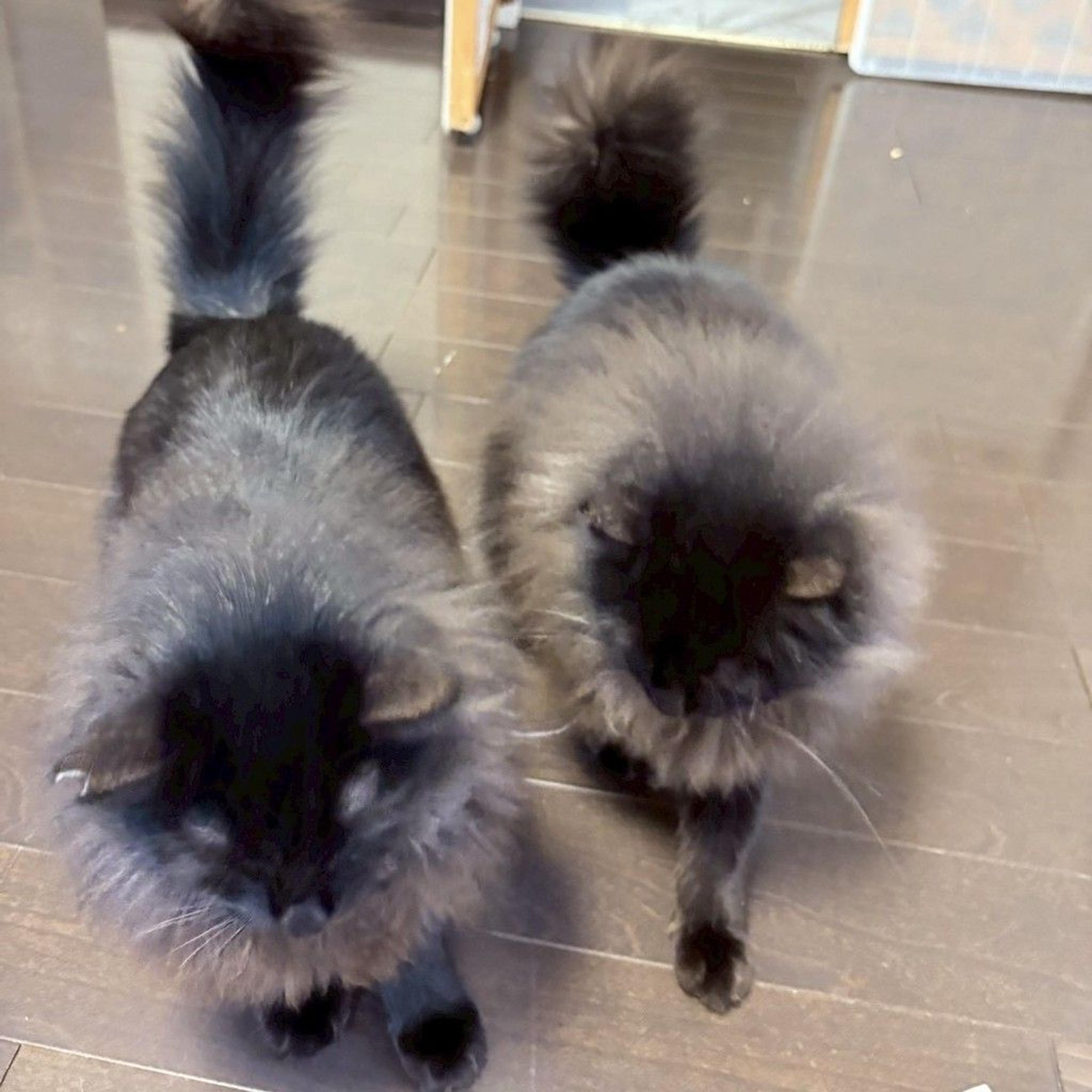 pet-image-8