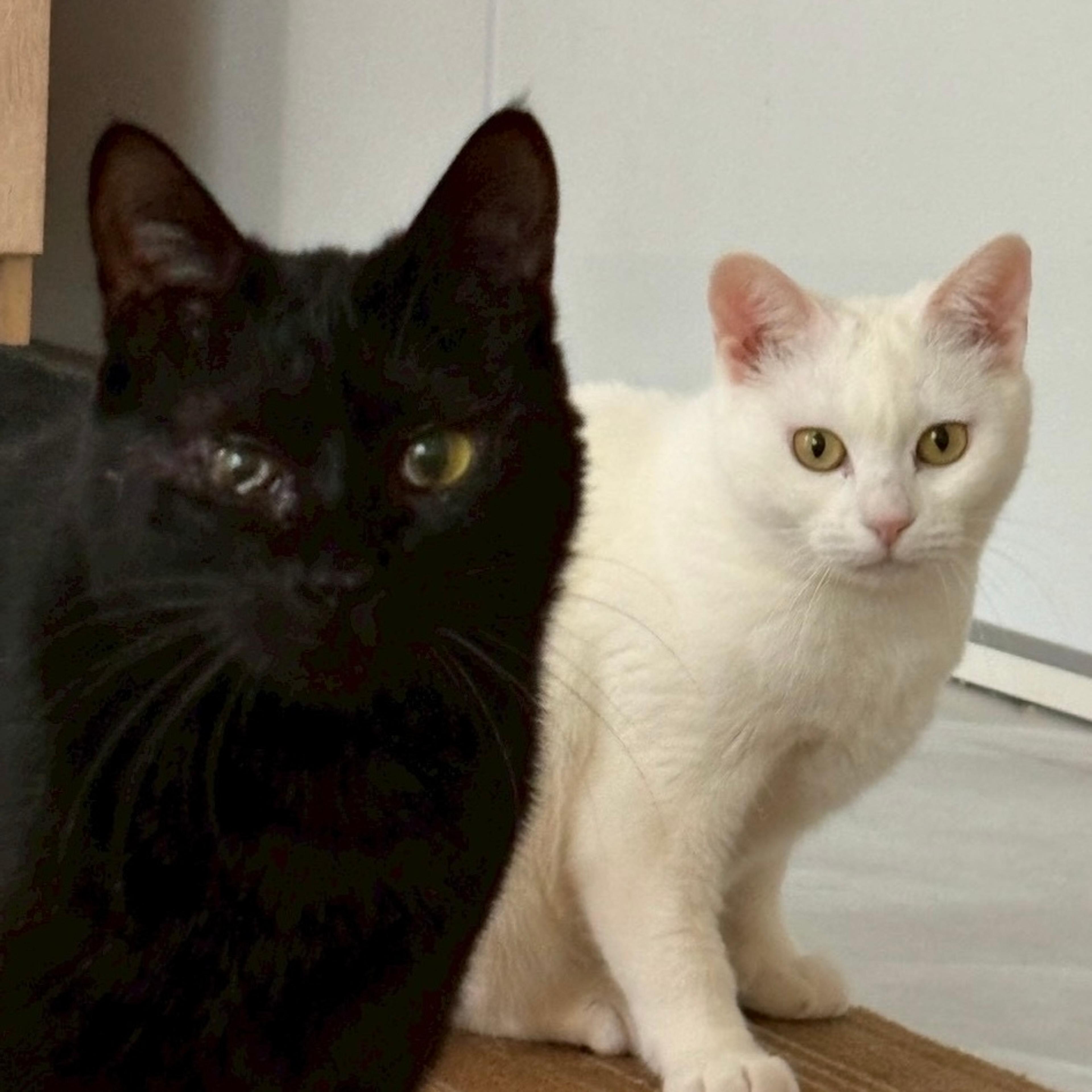 pet-image-4