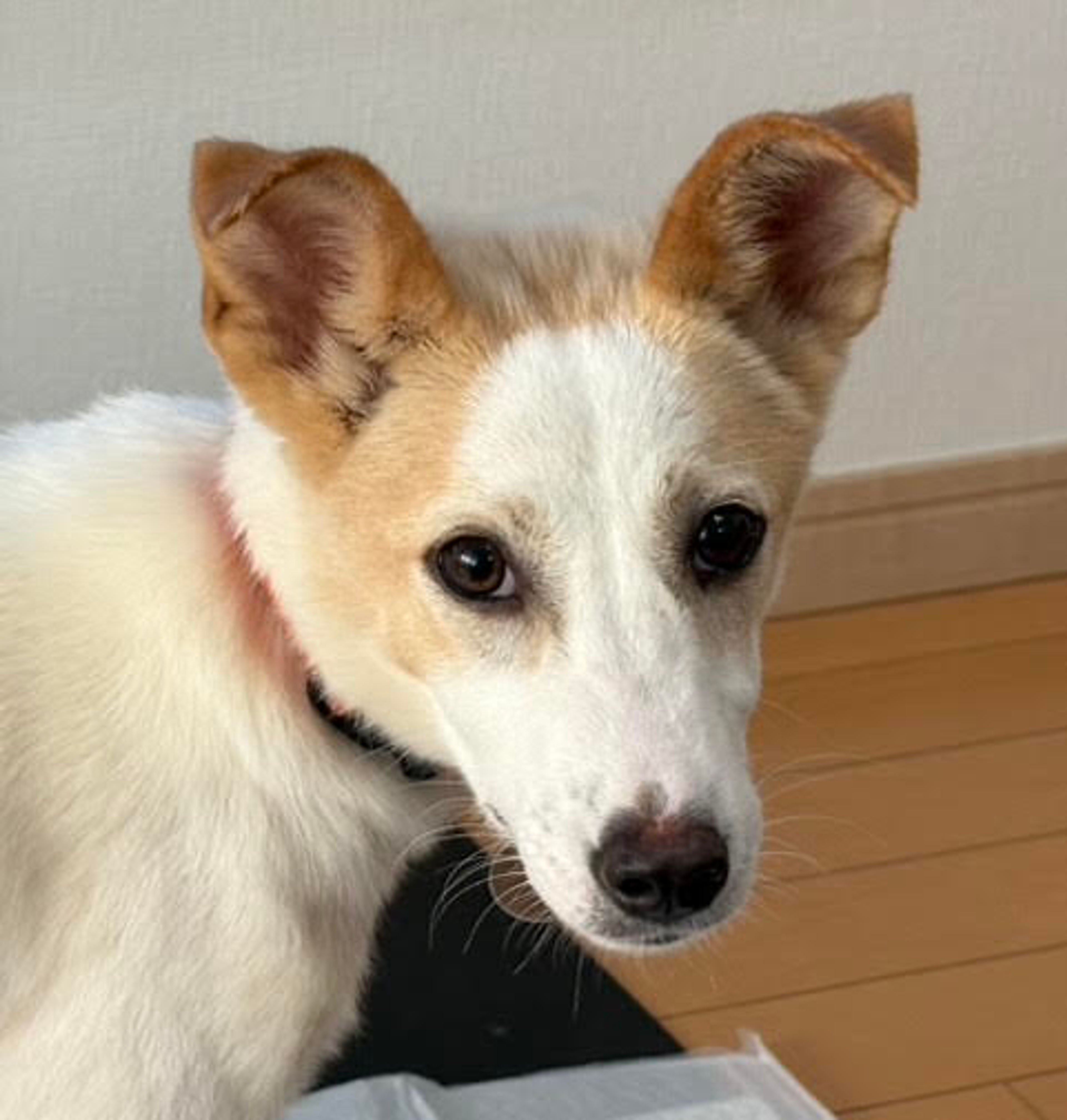 雑種（ミックス犬）・メスの里親募集の写真