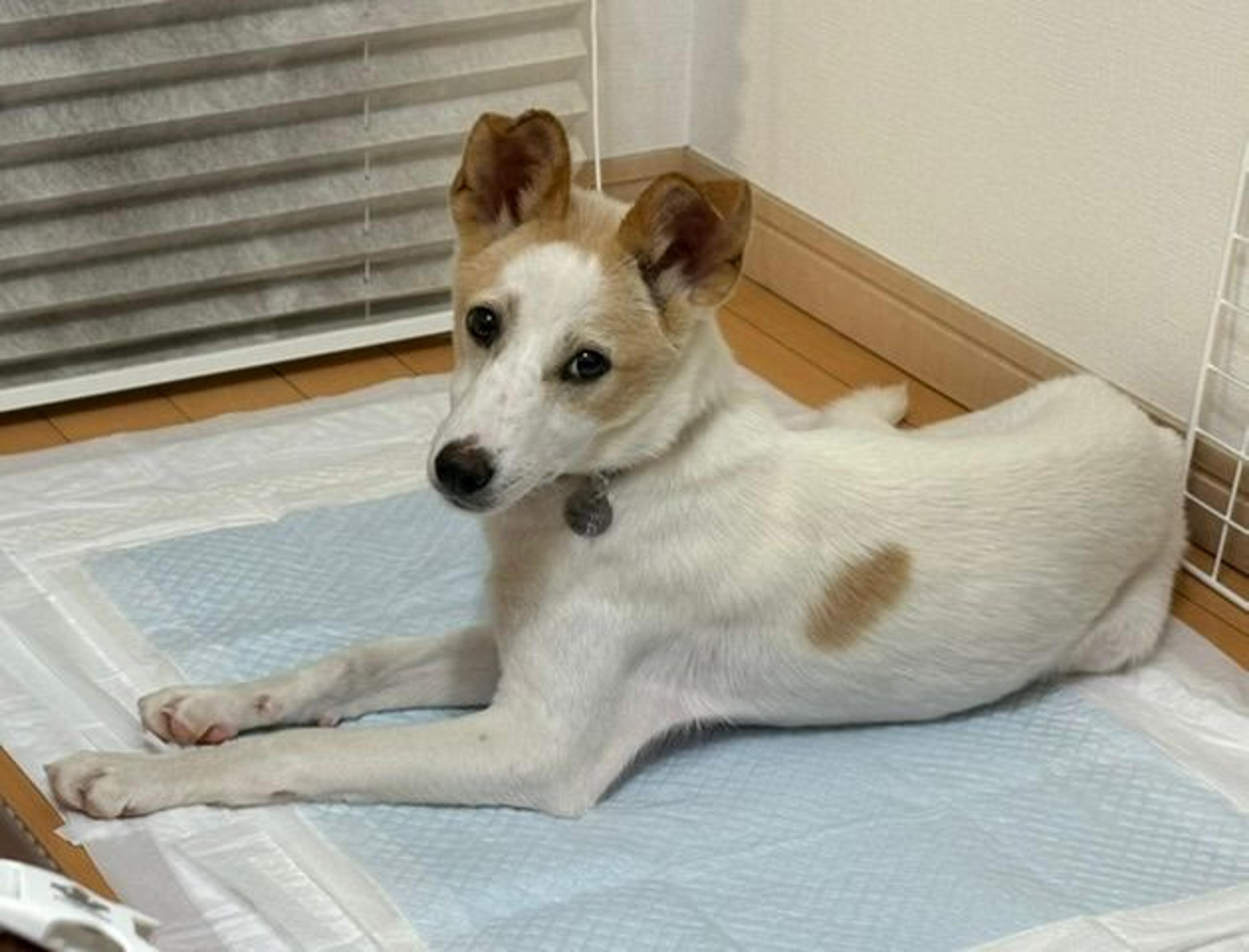 pet-image-5