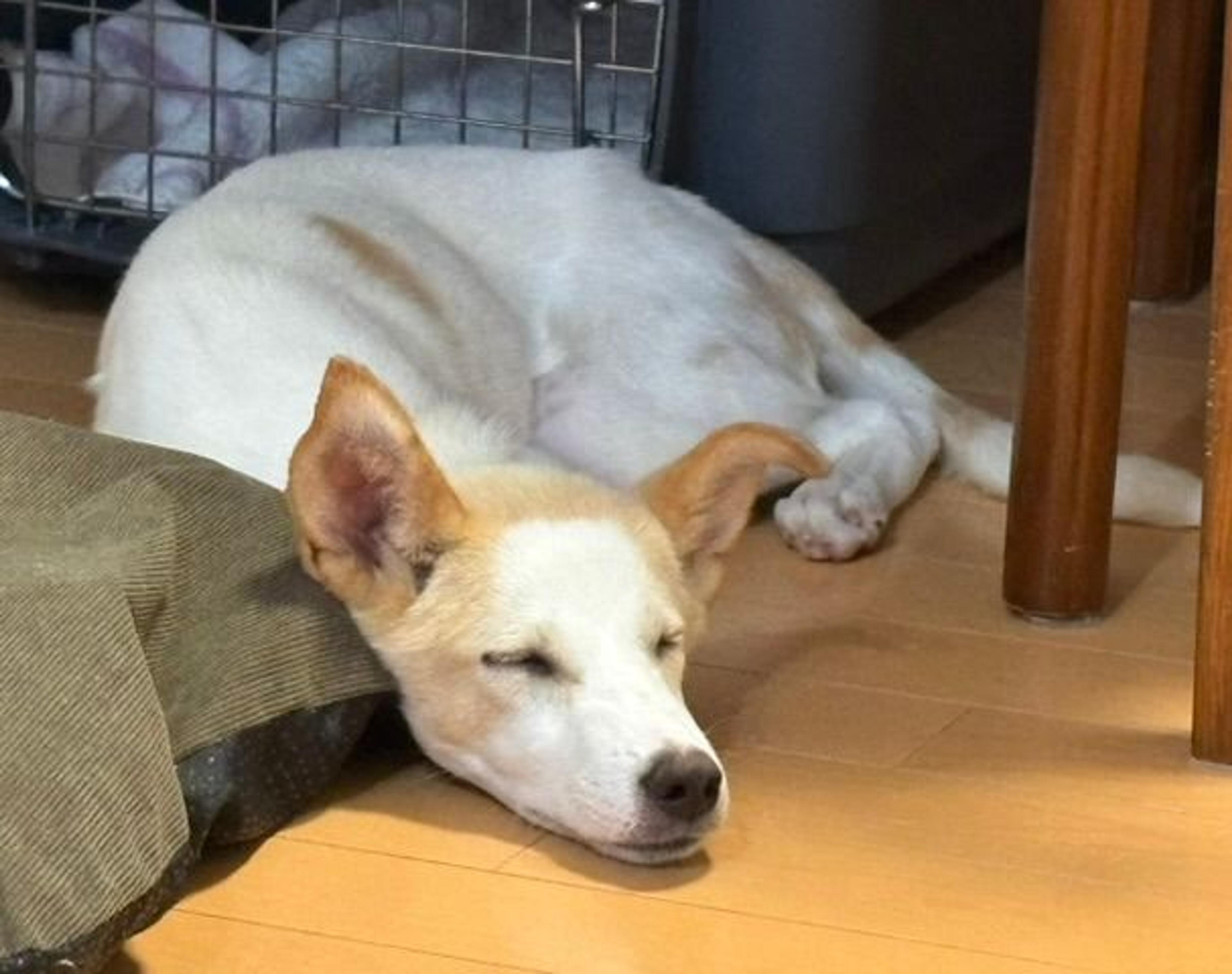 pet-image-6