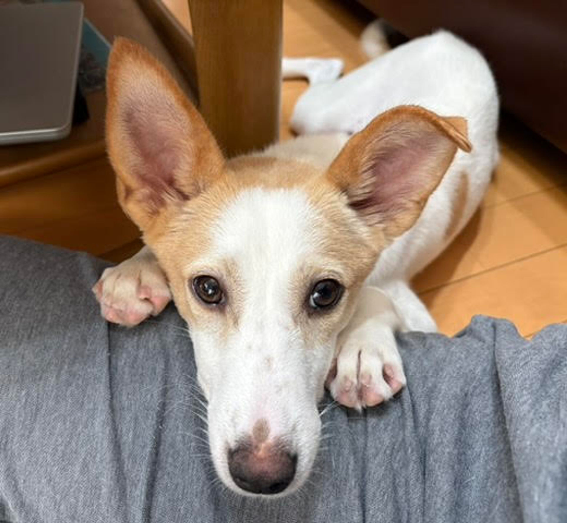 雑種（ミックス犬）・メスの里親募集の写真