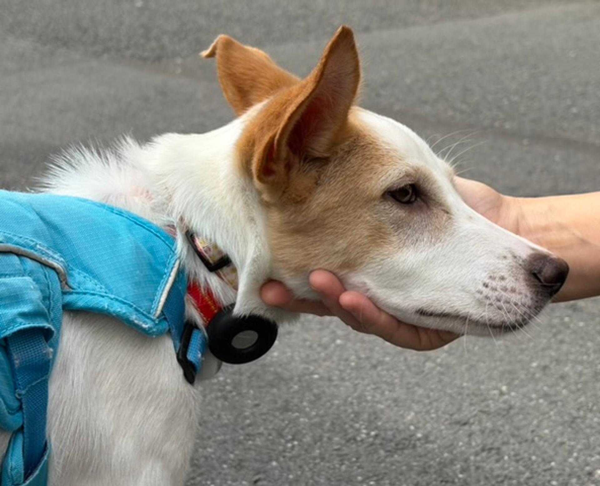 pet-image-3