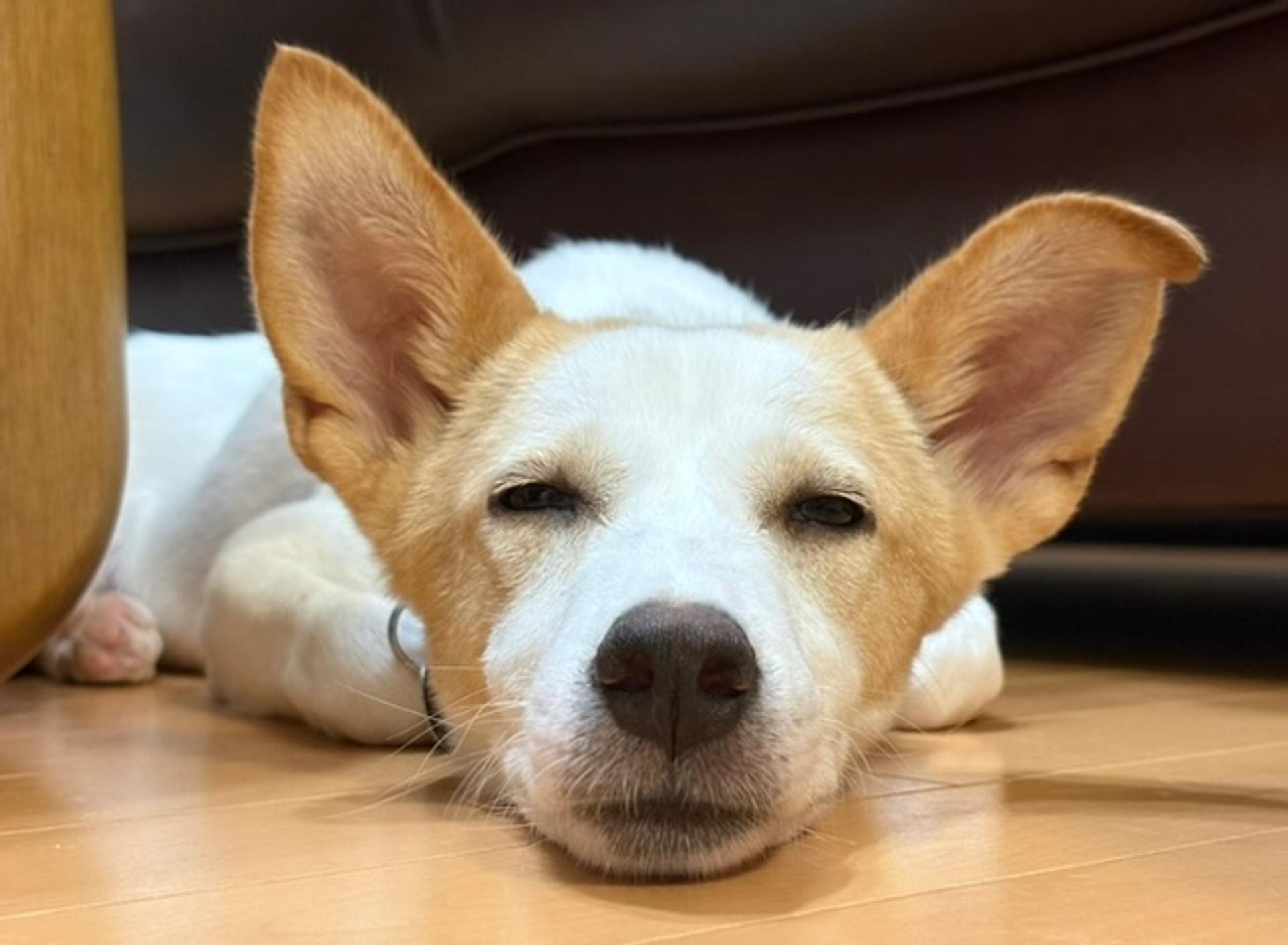 pet-image-4
