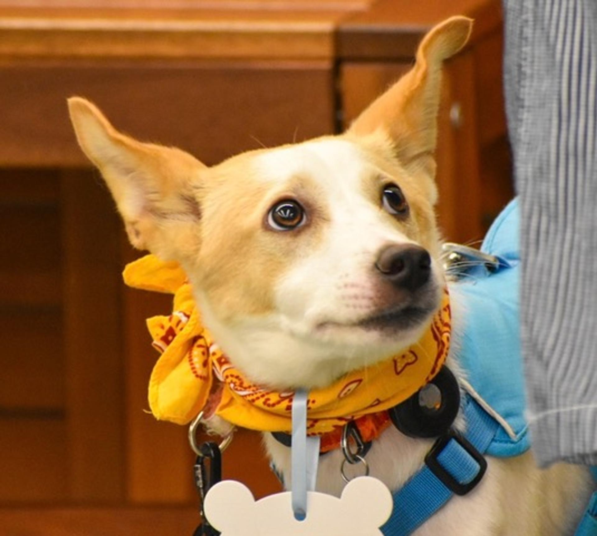 pet-image-5