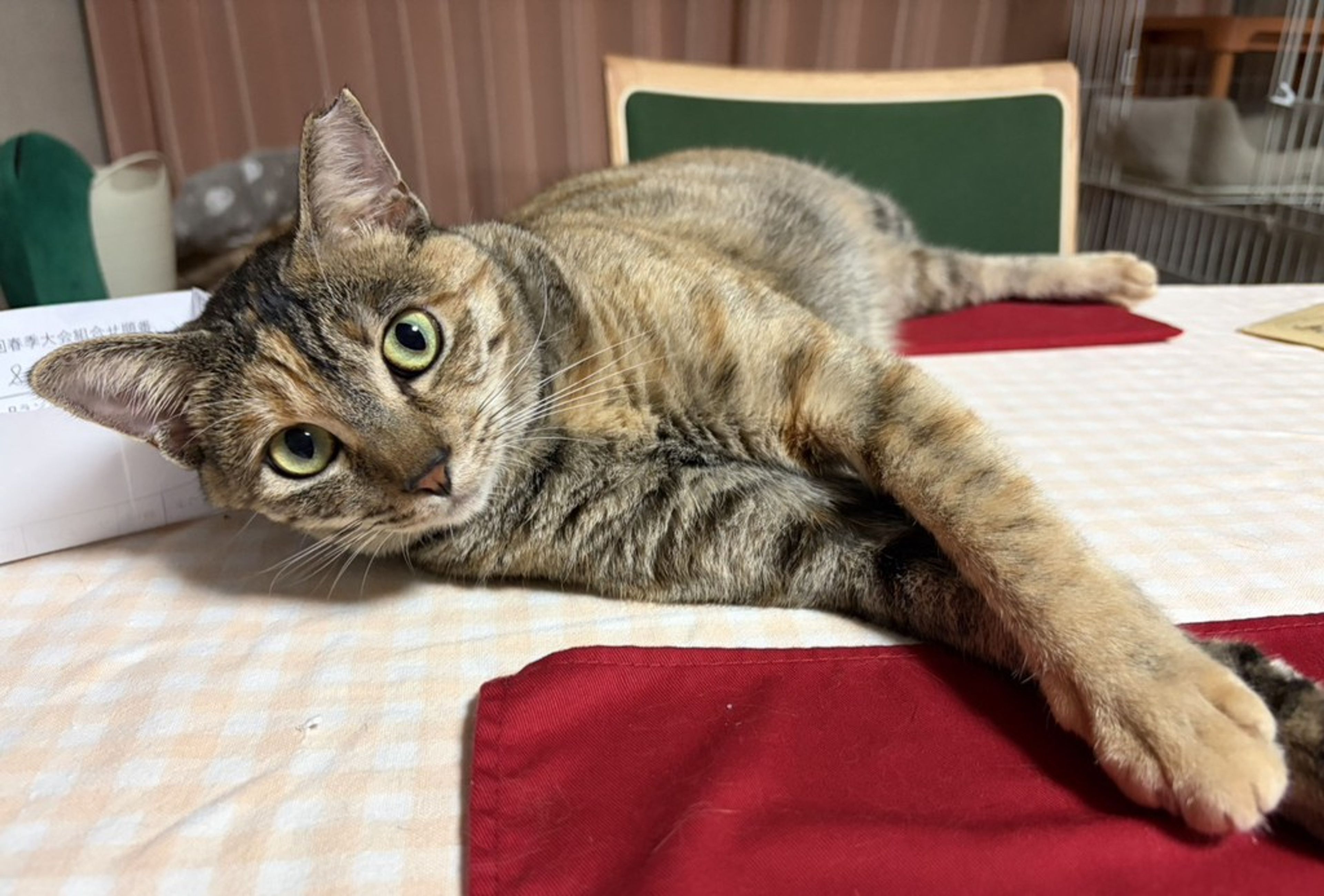 雑種（ミックス猫）・メスの里親募集の写真